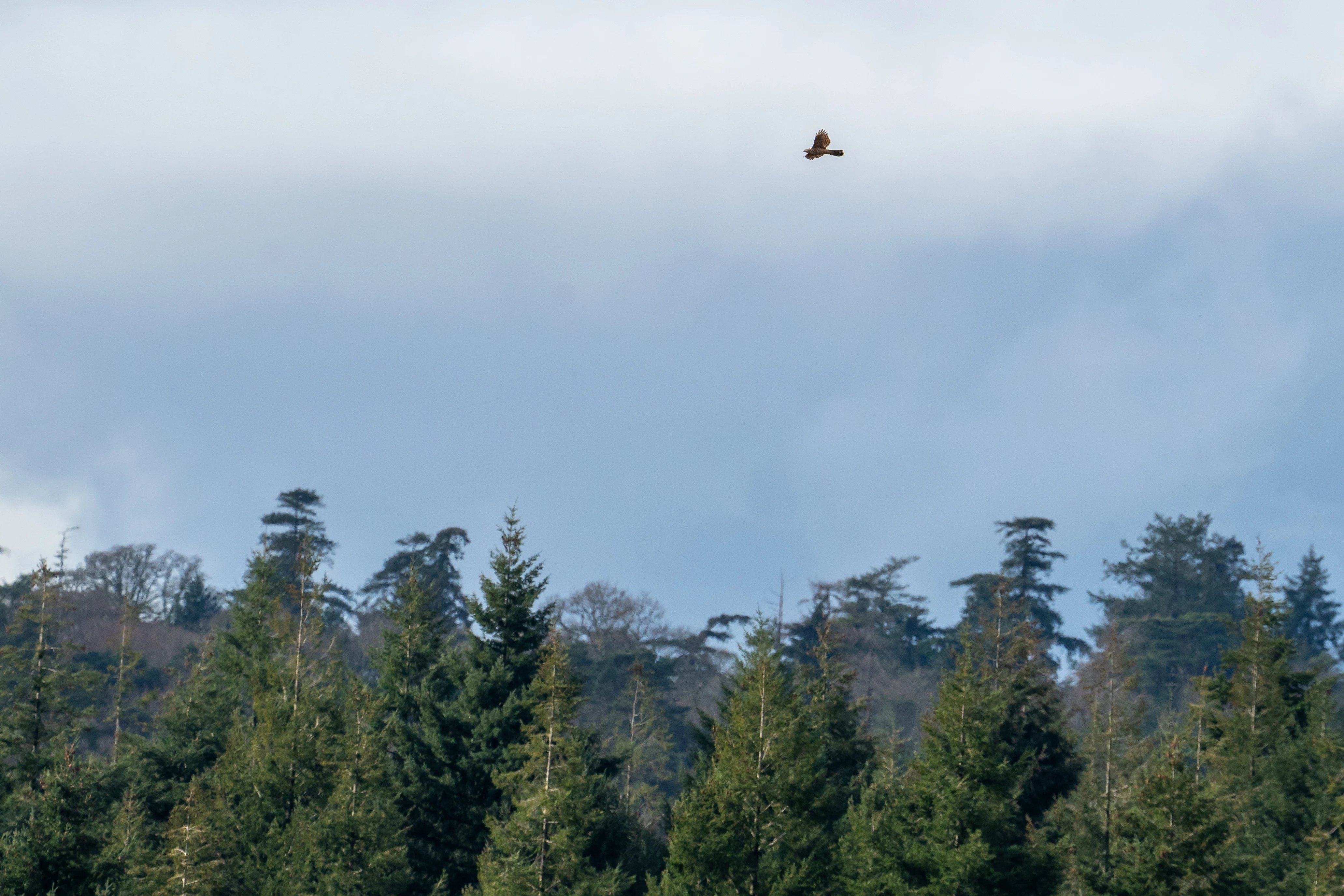 Goshawk, New Forest, UK — photo by Jim Bennett