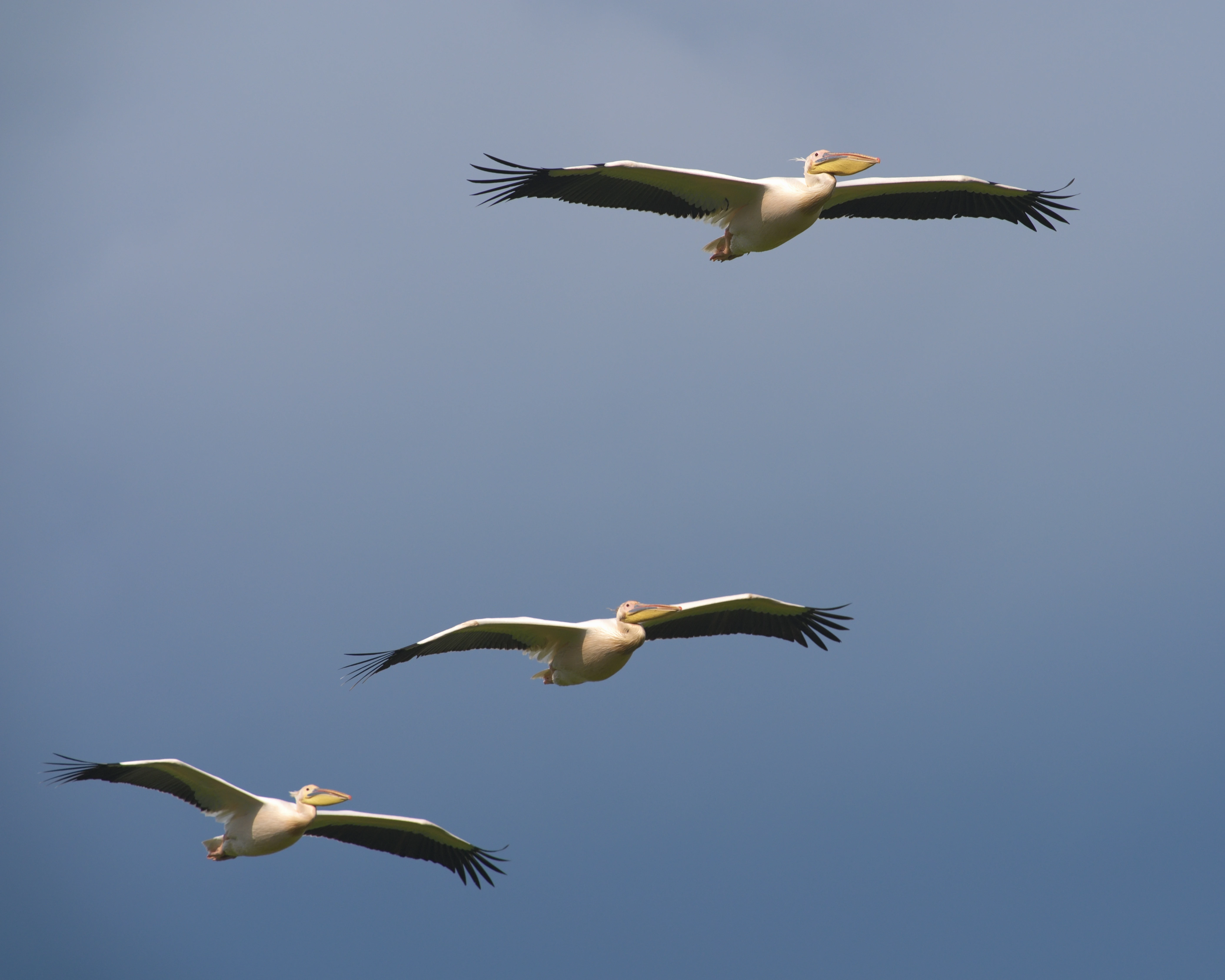 White Pelicans, Danube Delta, Romania — photo by Jim Bennett