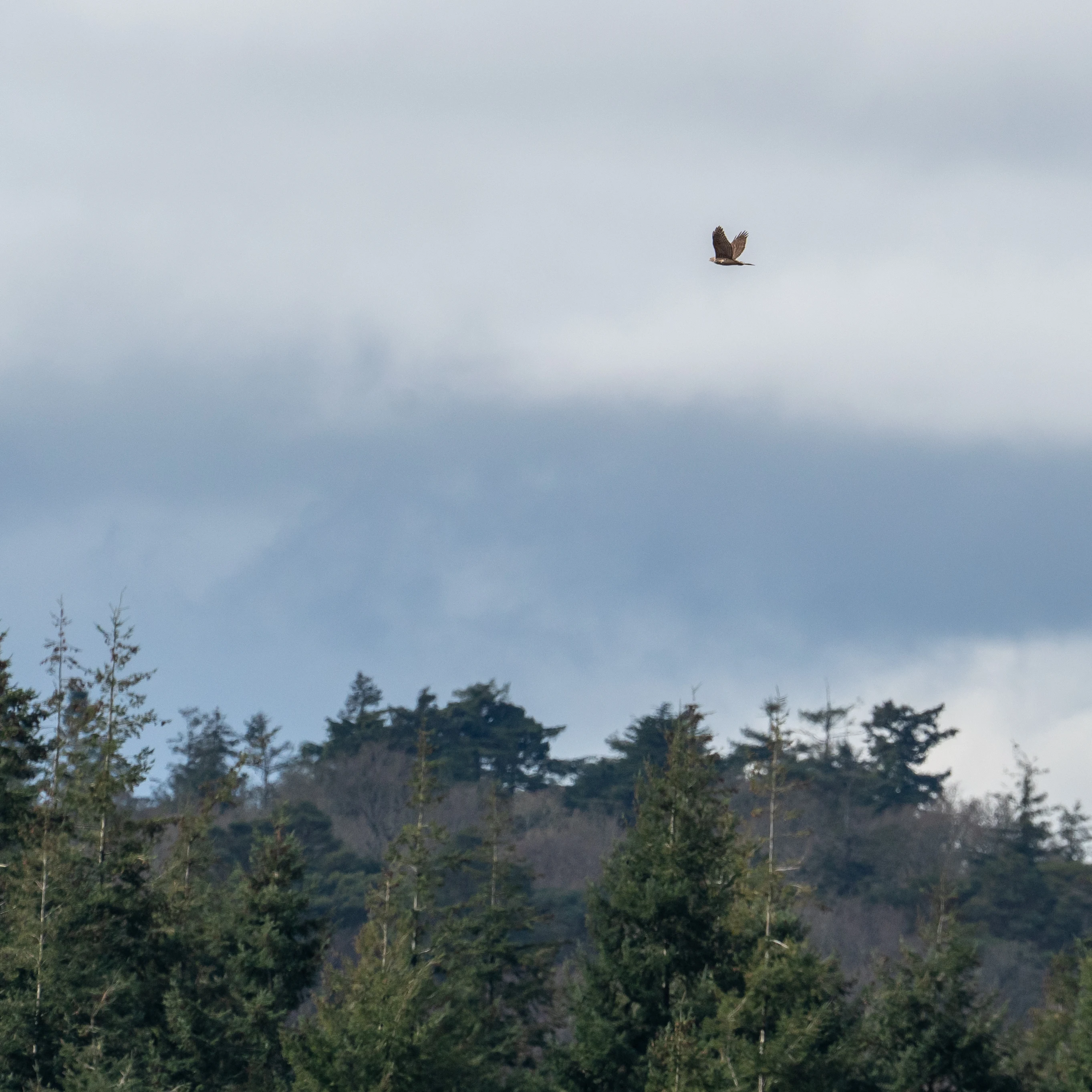 Goshawk, New Forest, UK — photo by Jim Bennett