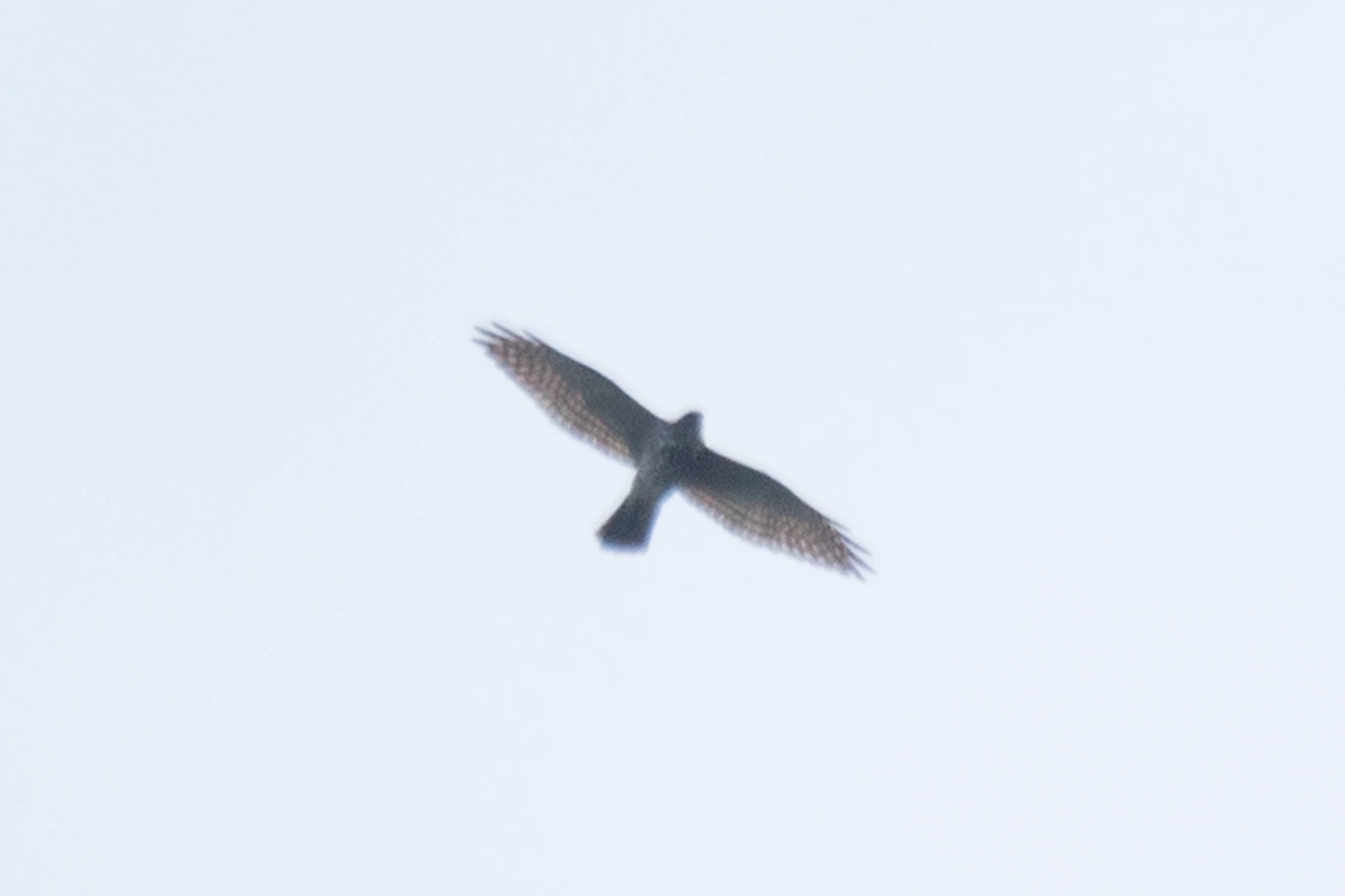 Levant Sparrowhawk, Shuamta, Georgia — photo by Jim Bennett