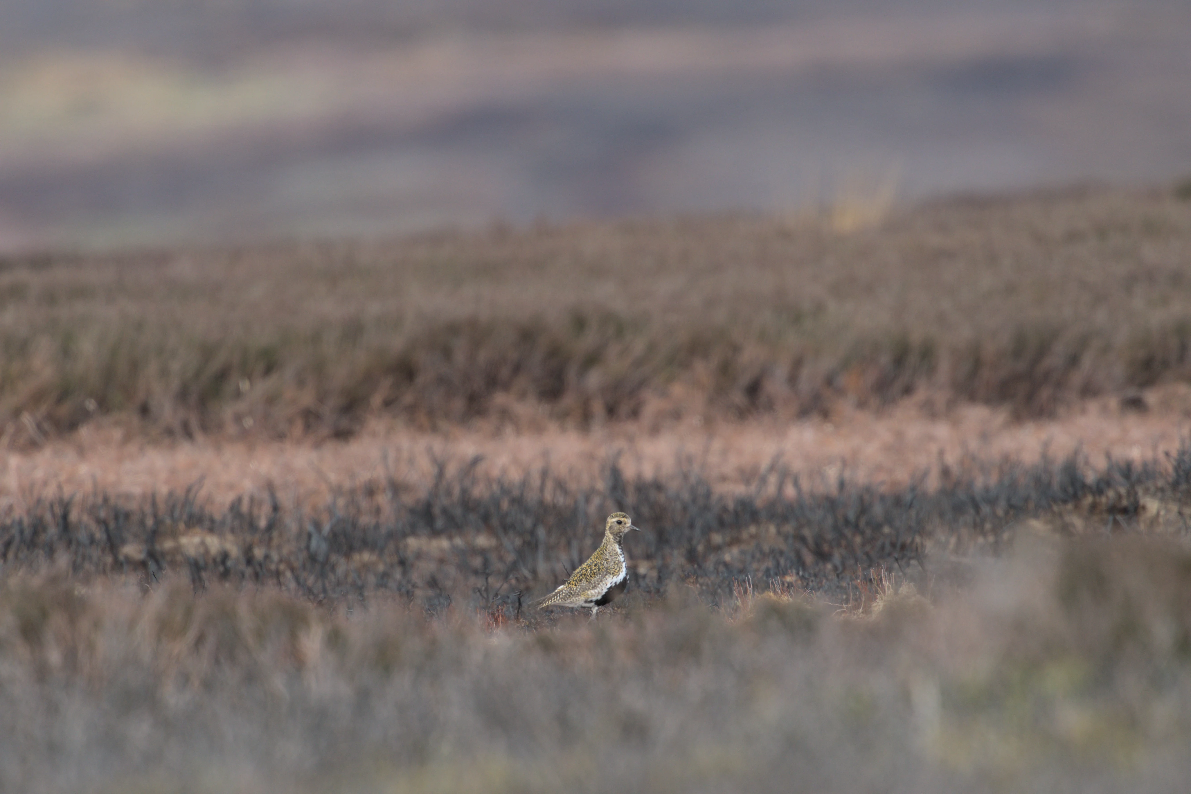 Golden Plover, North York Moors, Yorkshire, UK — photo by Jim Bennett