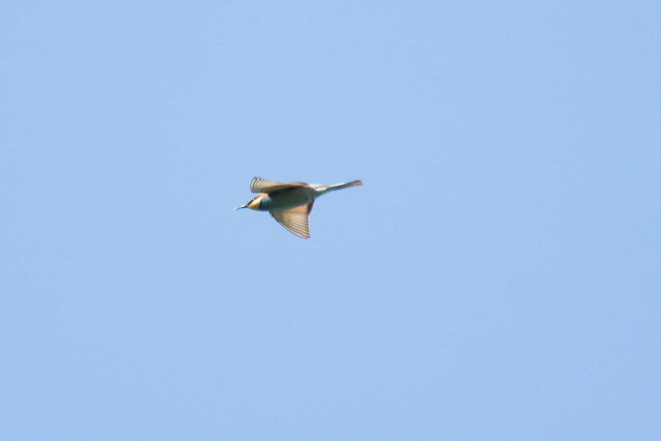 European Bee-eater, Shuamta, Georgia — photo by Jim Bennett