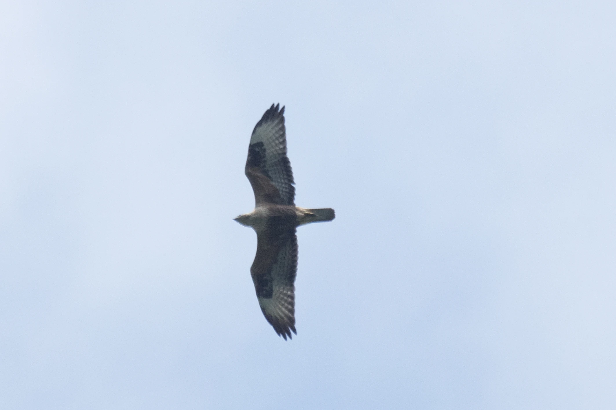 Long-legged Buzzard, Shuamta, Georgia — photo by Jim Bennett
