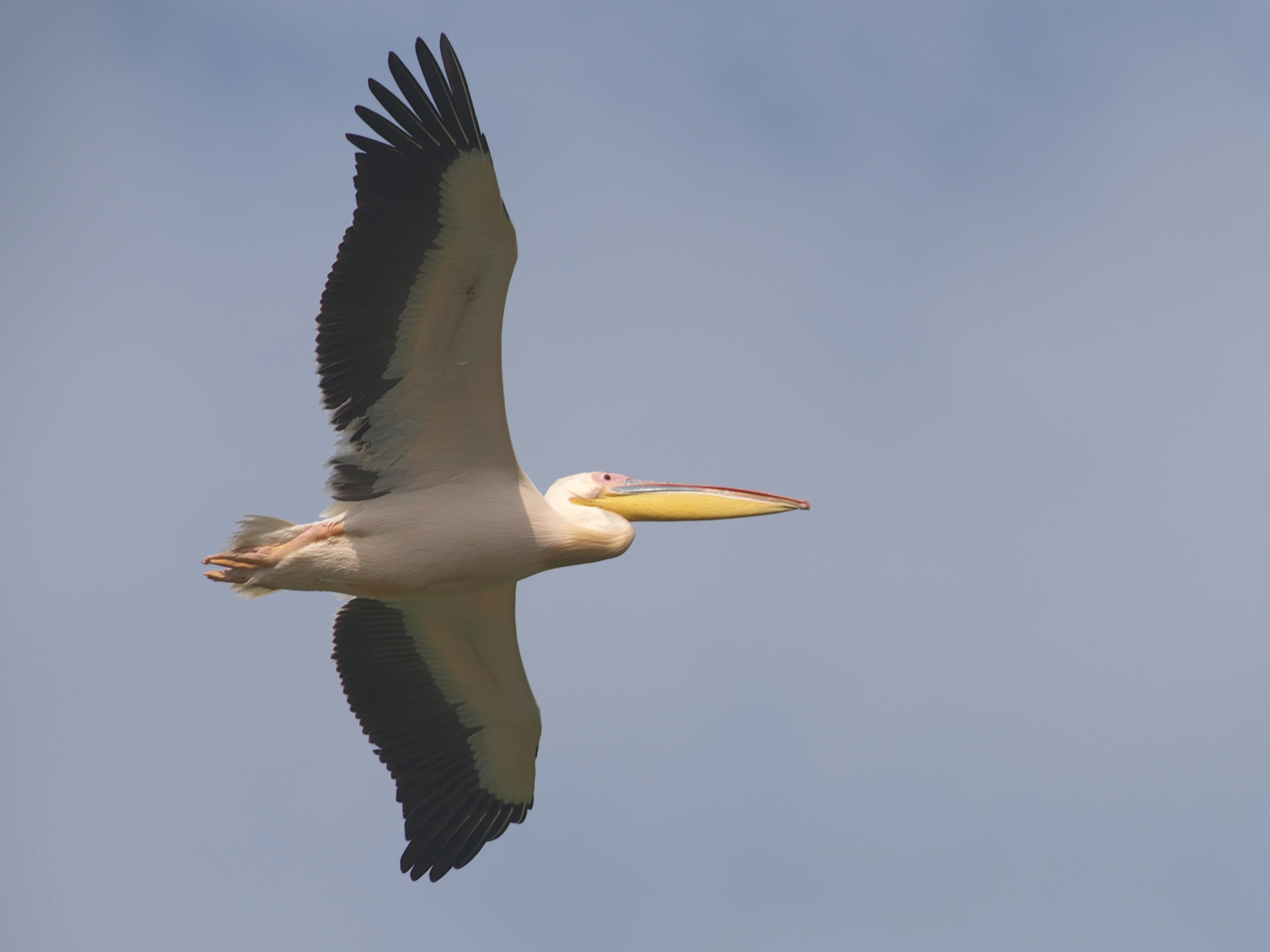 White Pelican, Danube Delta, Romania — photo by Jim Bennett
