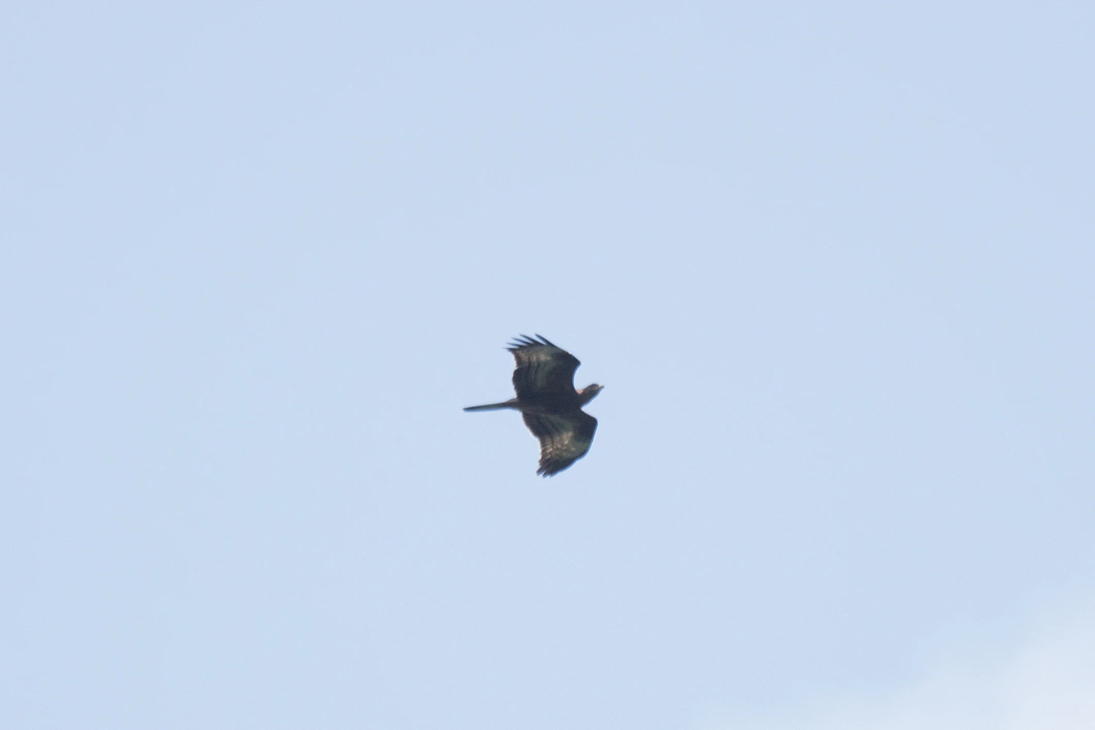 Honey Buzzard, Shuamta, Georgia — photo by Jim Bennett