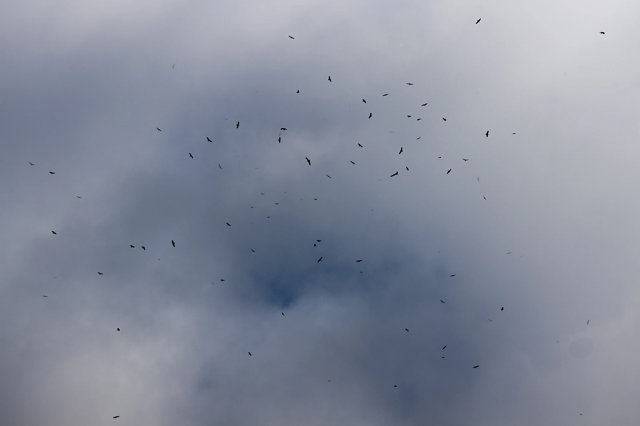 A kettle of Steppe Buzzards, Shuamta, Georgia — photo by Jim Bennett