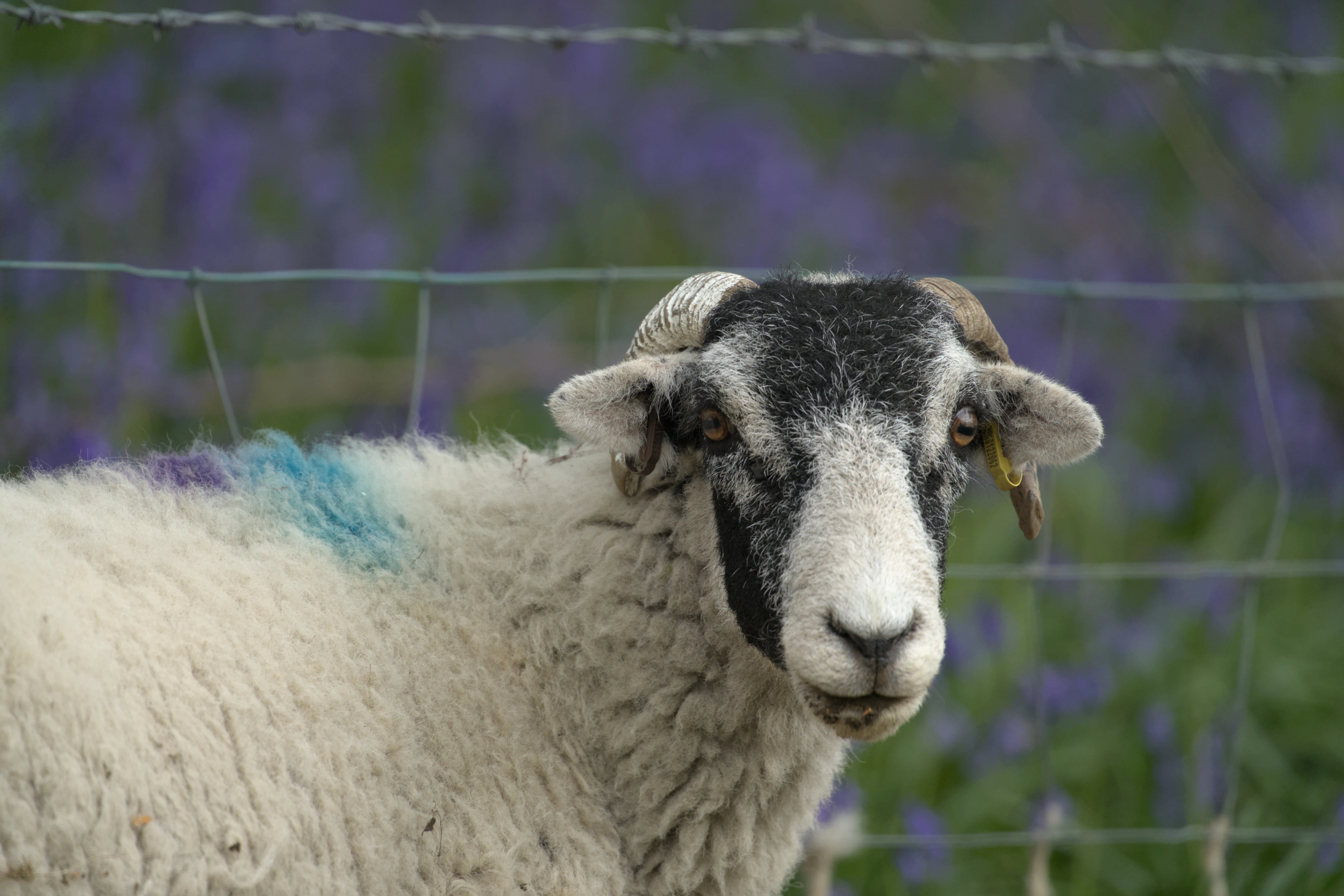 Sheep, North York Moors, Yorkshire, UK — photo by Jim Bennett
