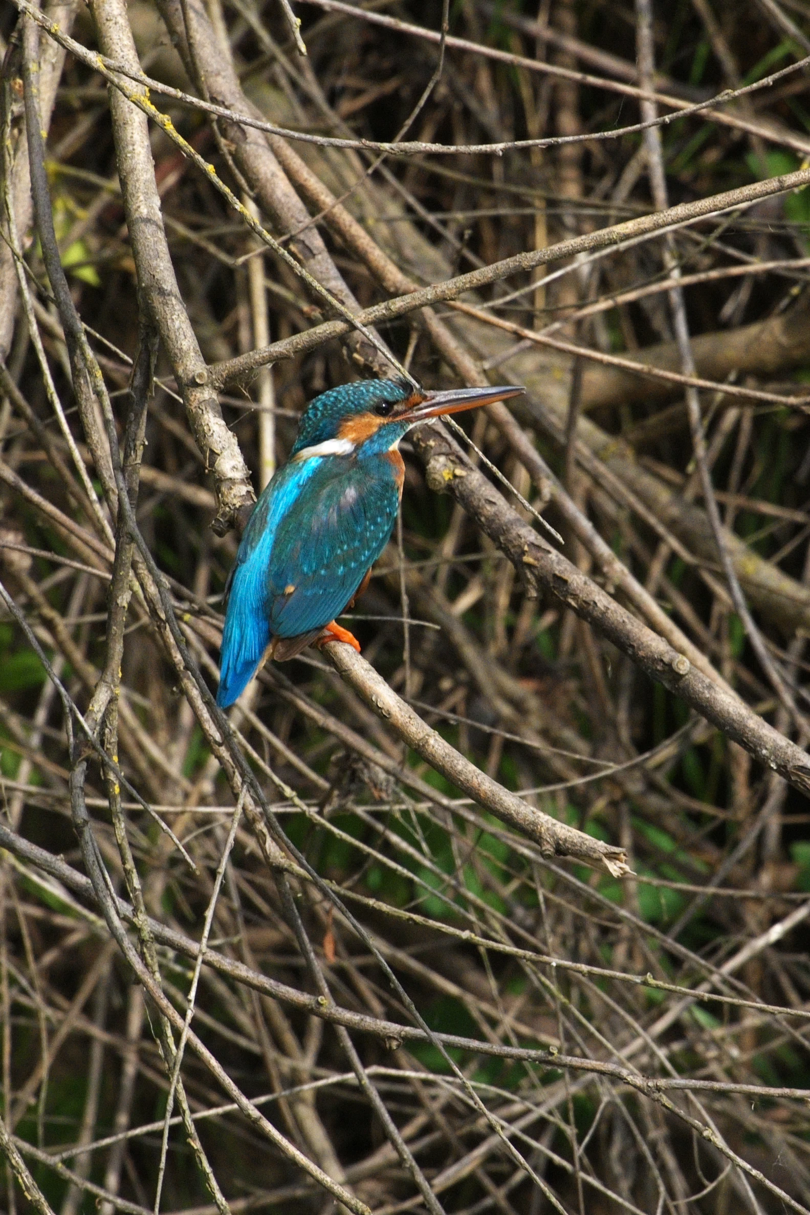 Common Kingfisher, Danube Delta, Romania — photo by Jim Bennett