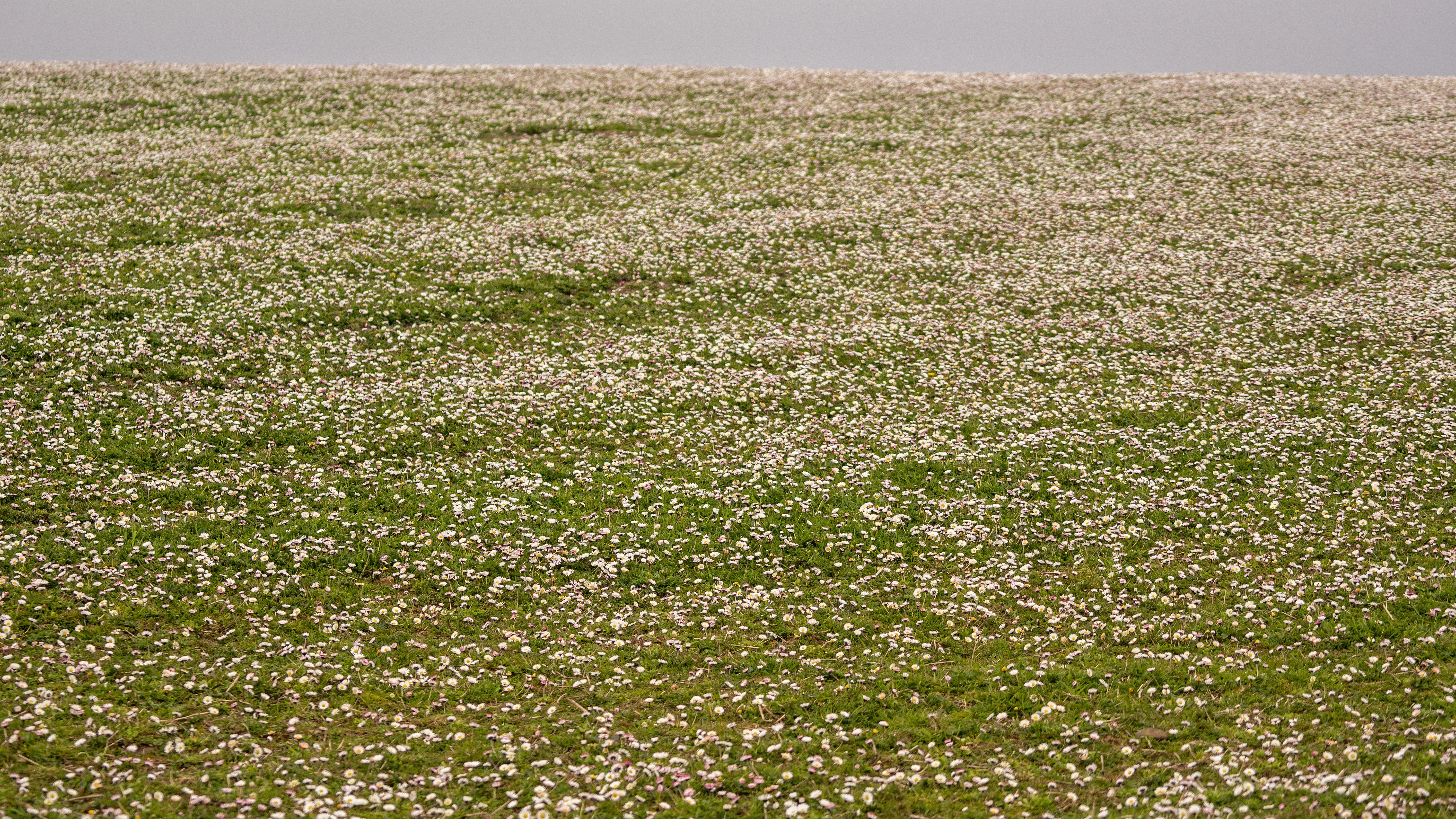 Daisies, North Ronaldsay, UK — photo by Jim Bennett