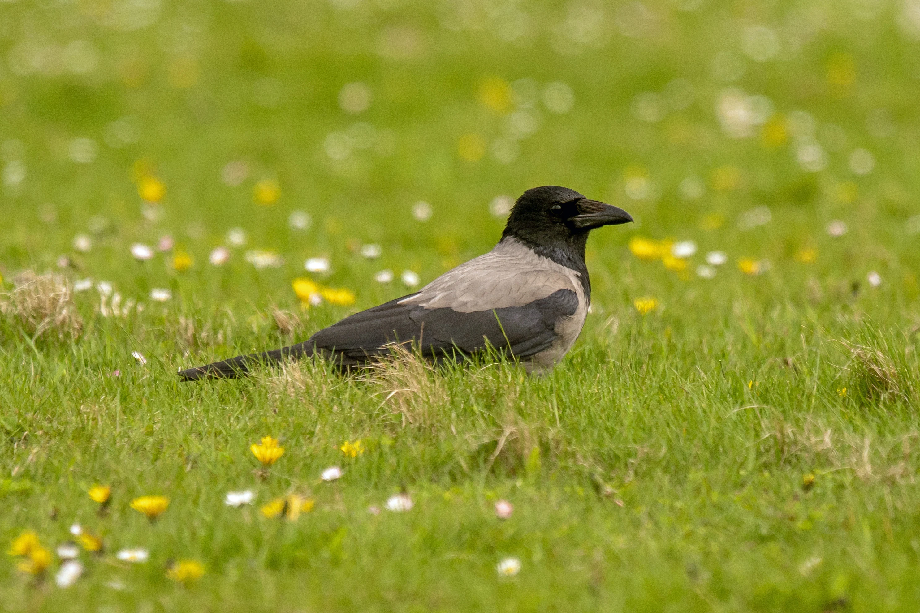 Hooded Crow, North Ronaldsay, UK — photo by Jim Bennett