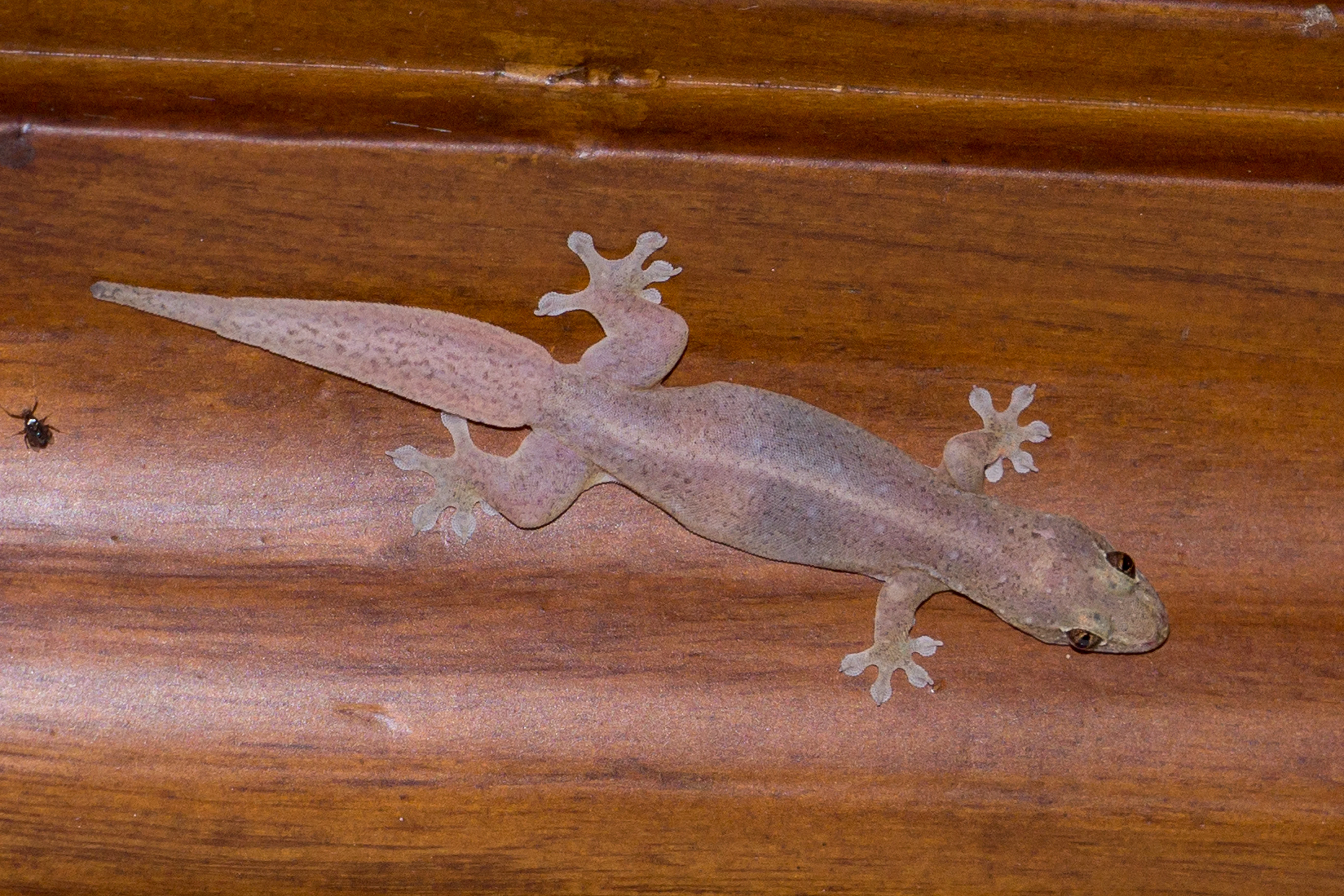 Gecko in our cabin on our houseboat, Kerala Backwaters, Kerala, India — photo by Jim Bennett