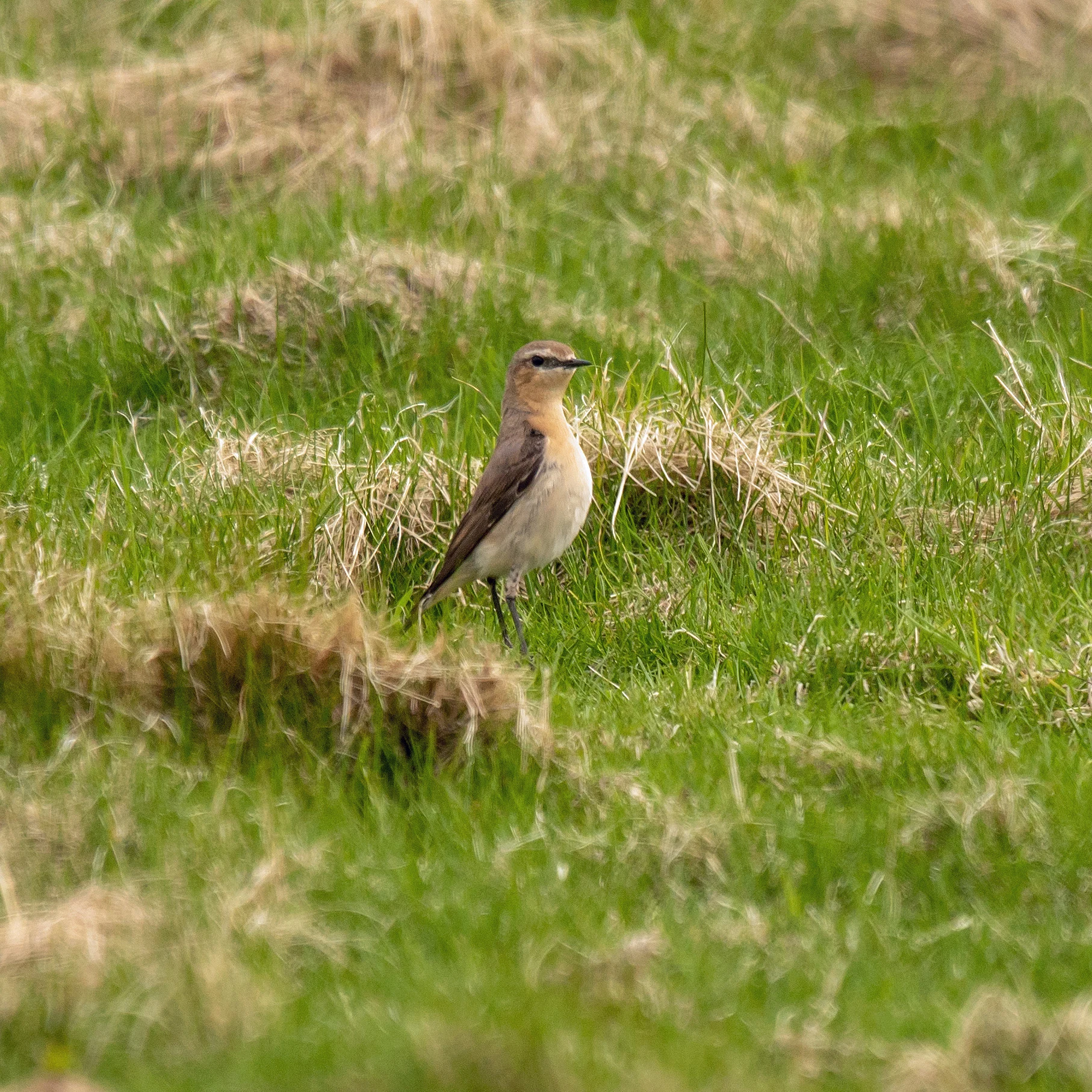 Northern Wheatear, North Ronaldsay, UK — photo by Jim Bennett