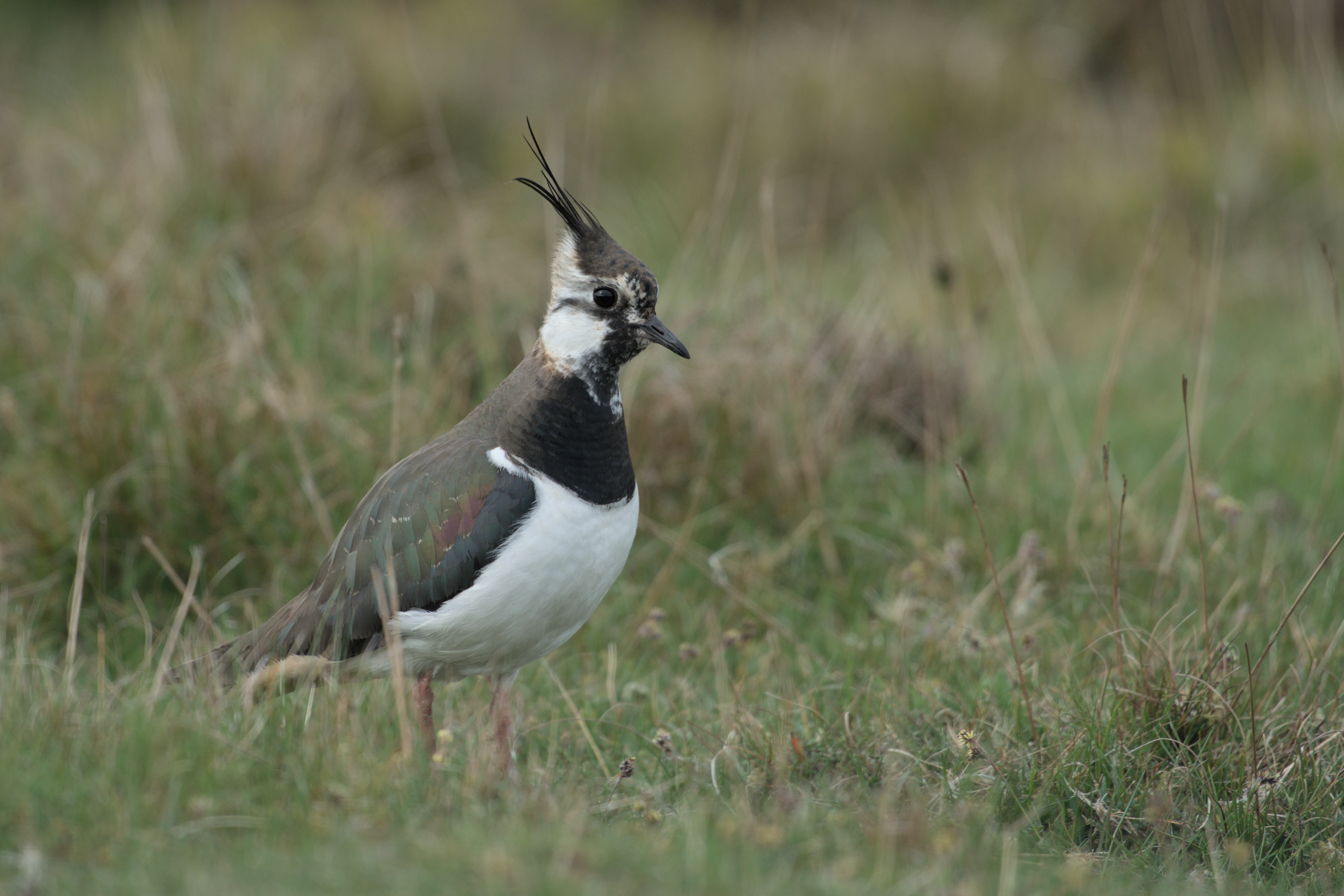Lapwing, North York Moors, Yorkshire, UK — photo by Jim Bennett