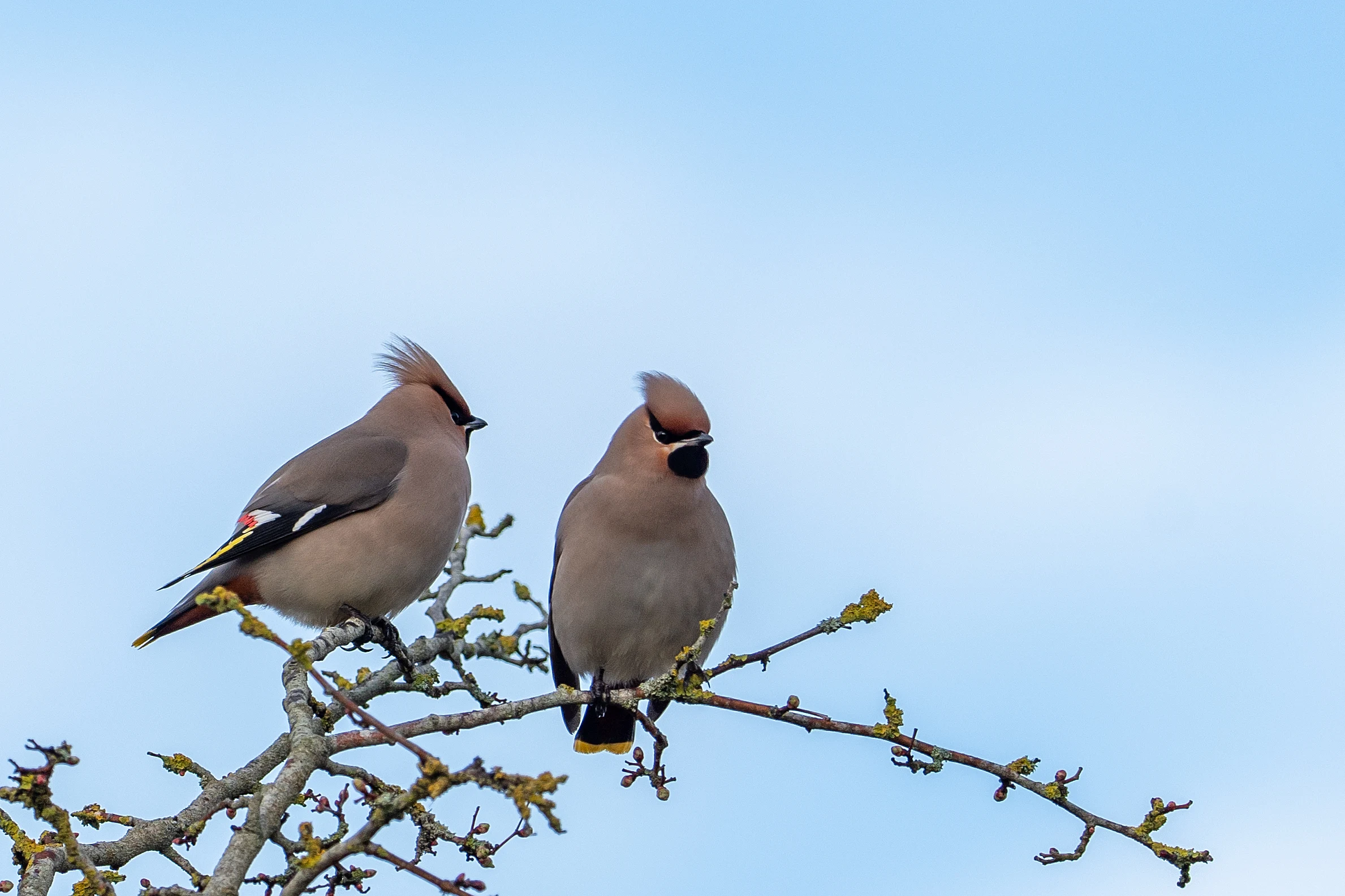Waxwing (Bohemian Waxwing), Oxfordshire, UK — photo by Jim Bennett