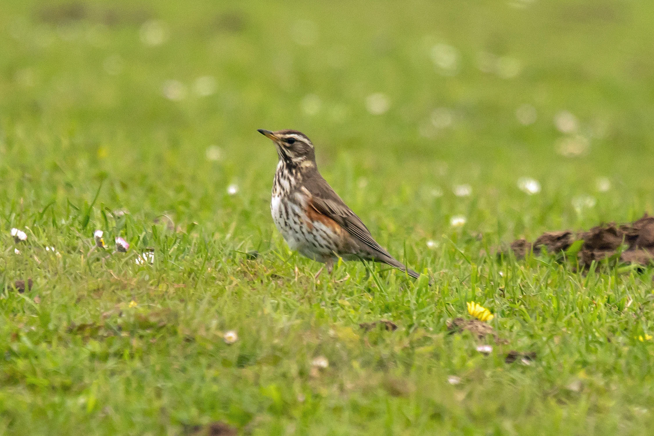 Redwing, North Ronaldsay, UK — photo by Jim Bennett