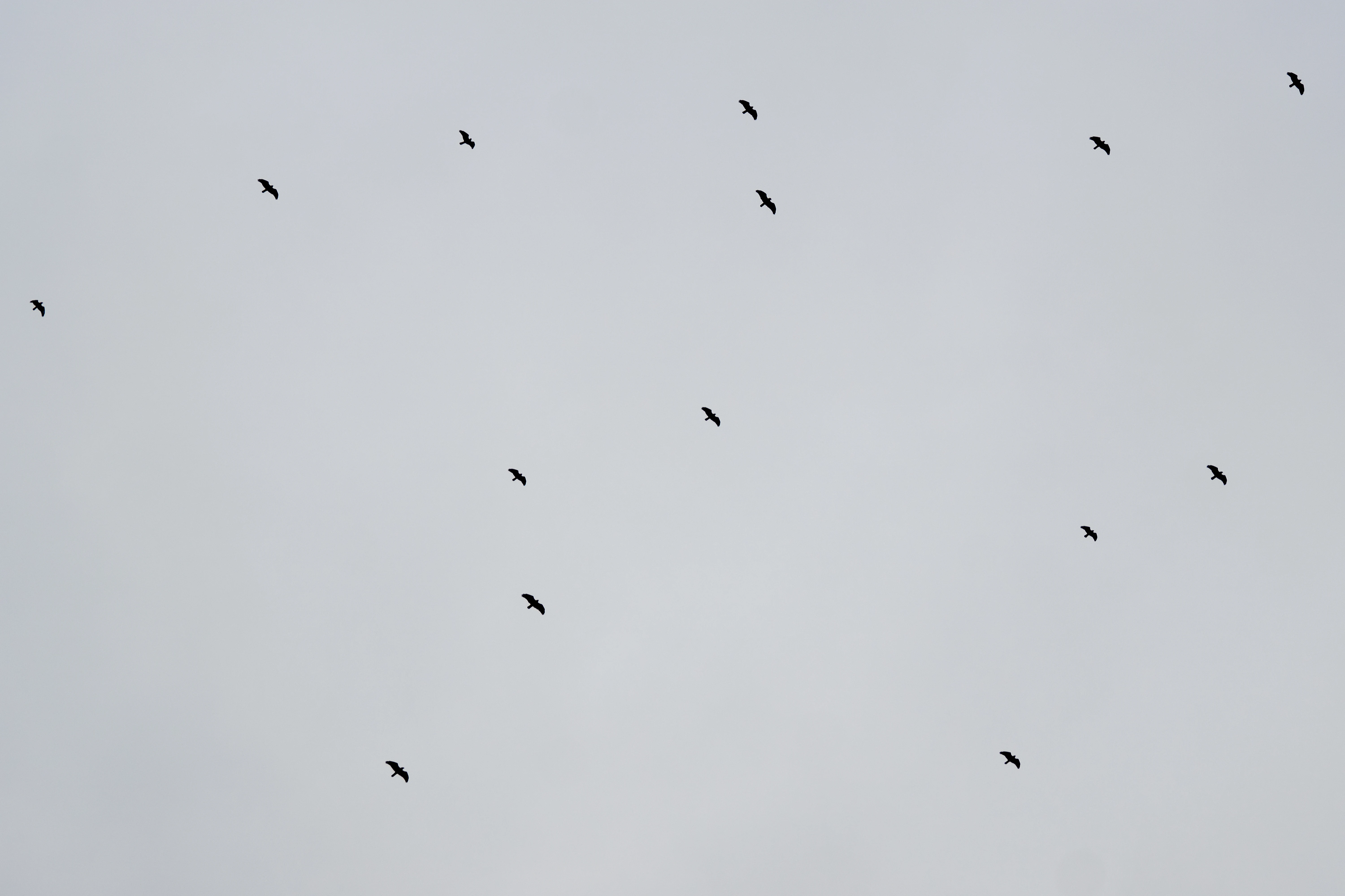 Steppe Buzzards, Shuamta, Georgia — photo by Jim Bennett