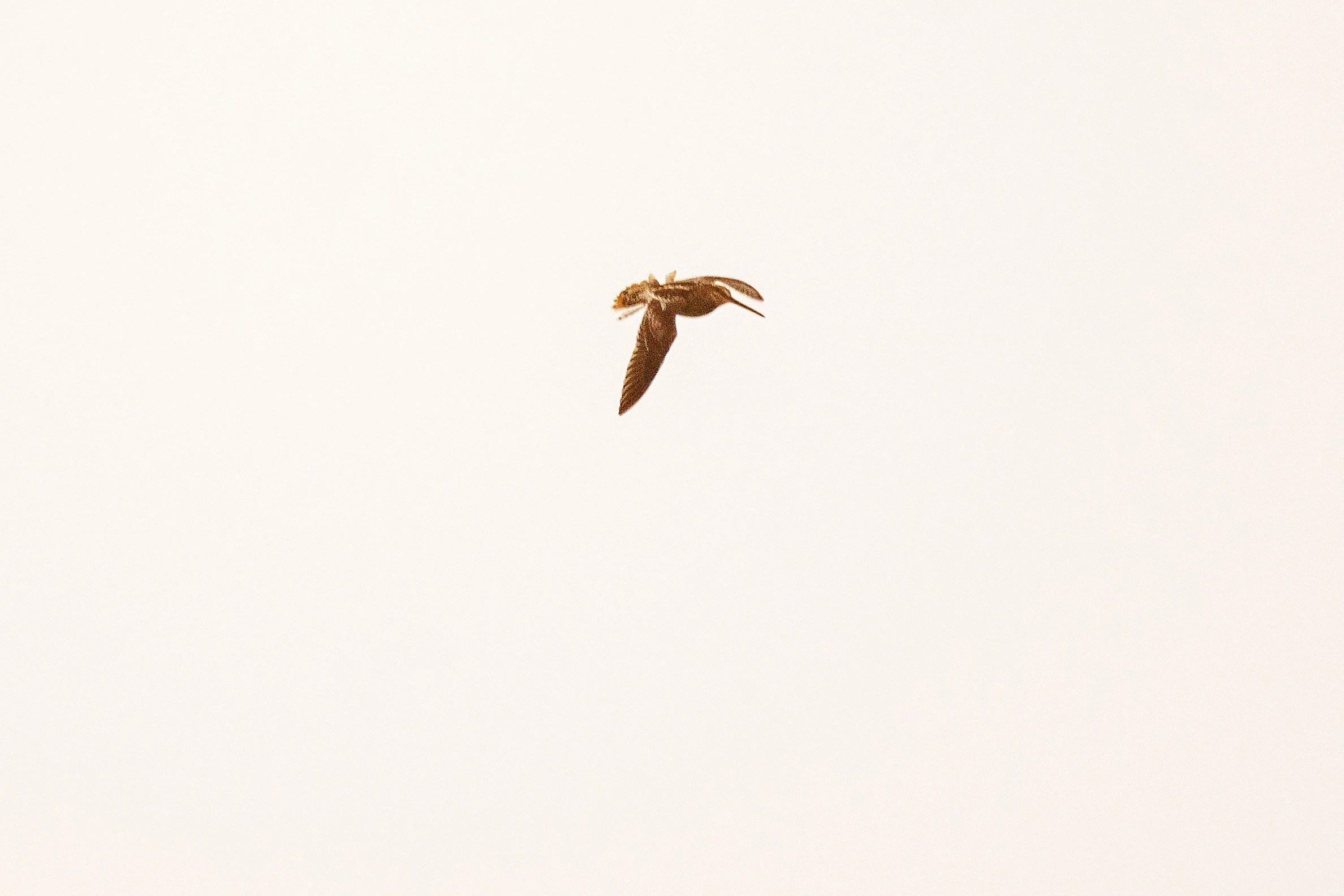 Snipe, North Ronaldsay, UK — photo by Jim Bennett
