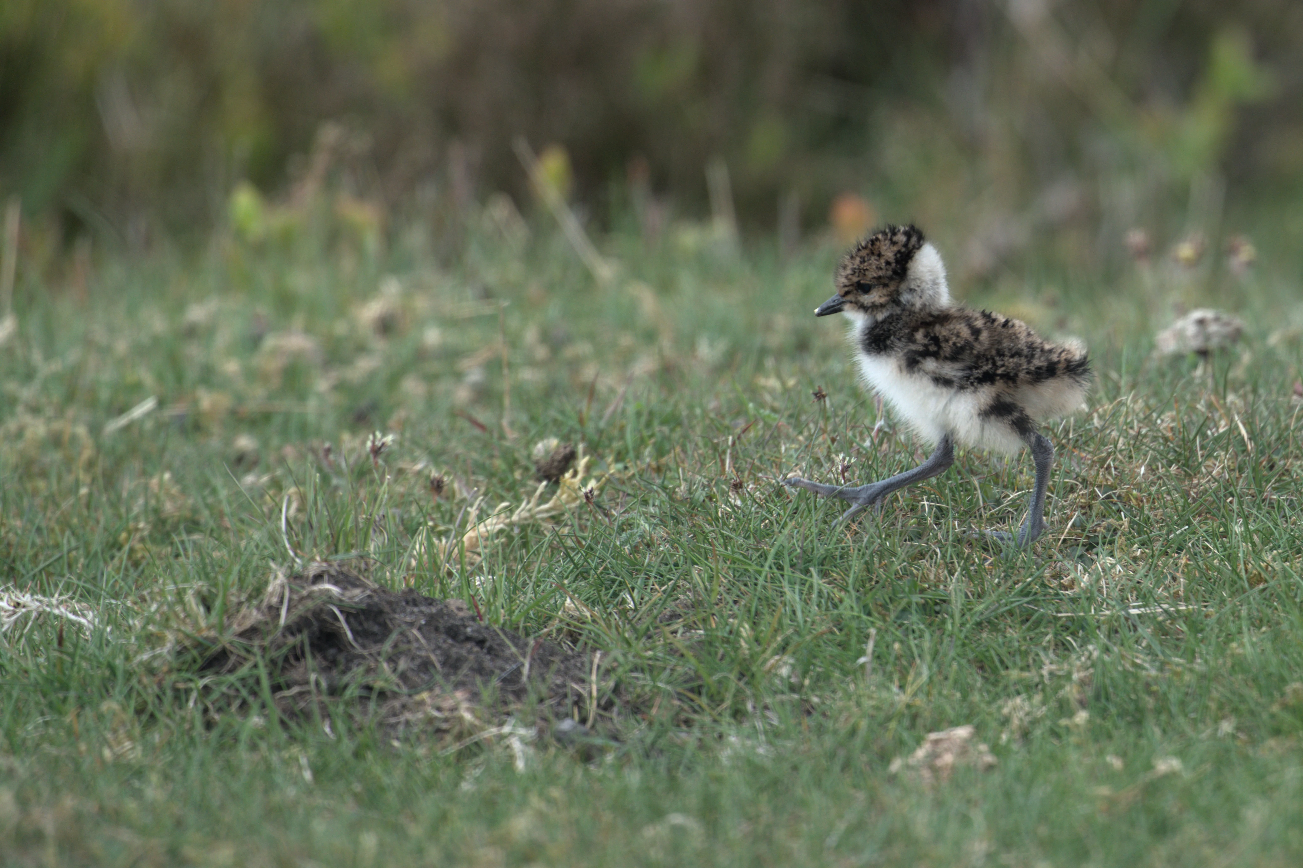 Lapwing, North York Moors, Yorkshire, UK — photo by Jim Bennett