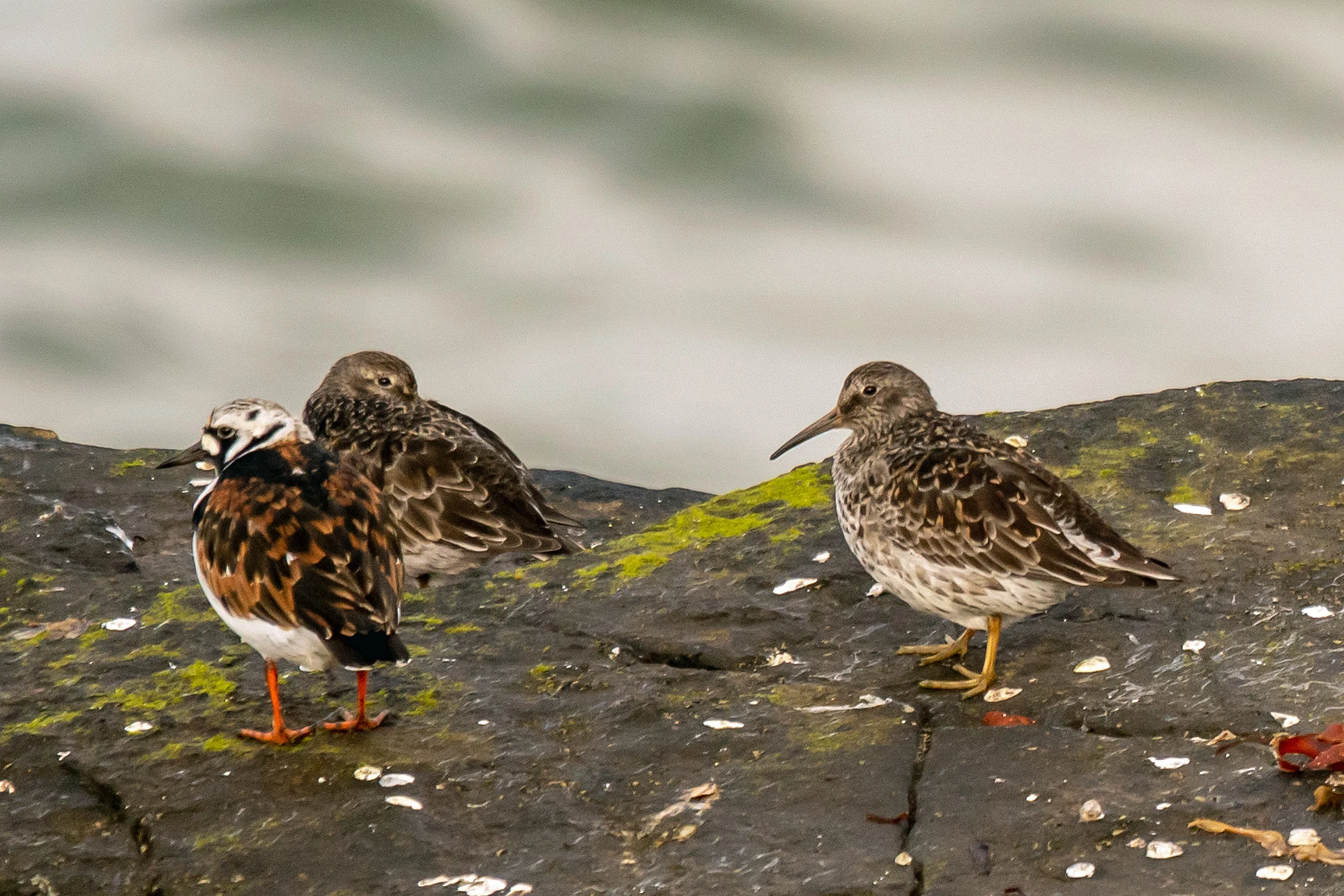 Turnstone & Purple Sandpipers, North Ronaldsay, UK — photo by Jim Bennett