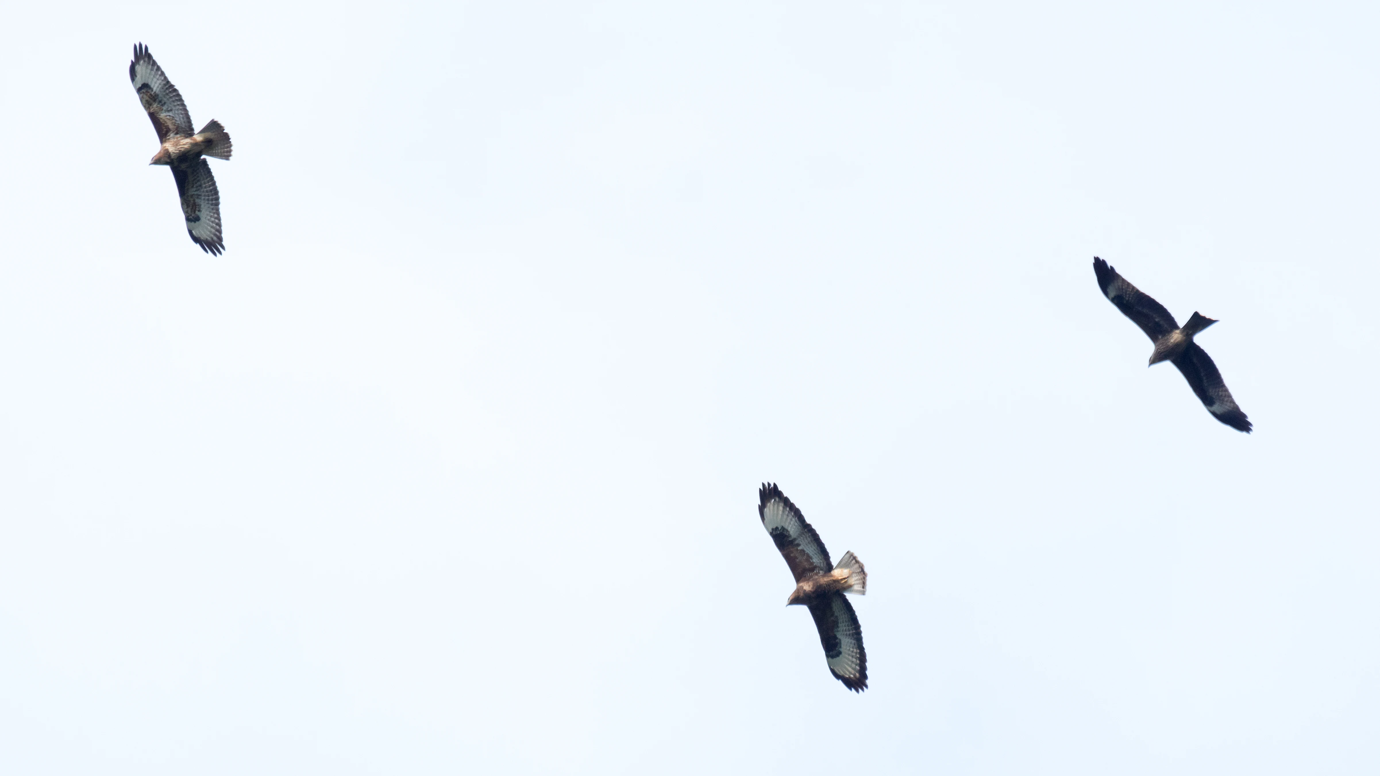 Steppe Buzzards & Black Kite, Shuamta, Georgia — photo by Jim Bennett