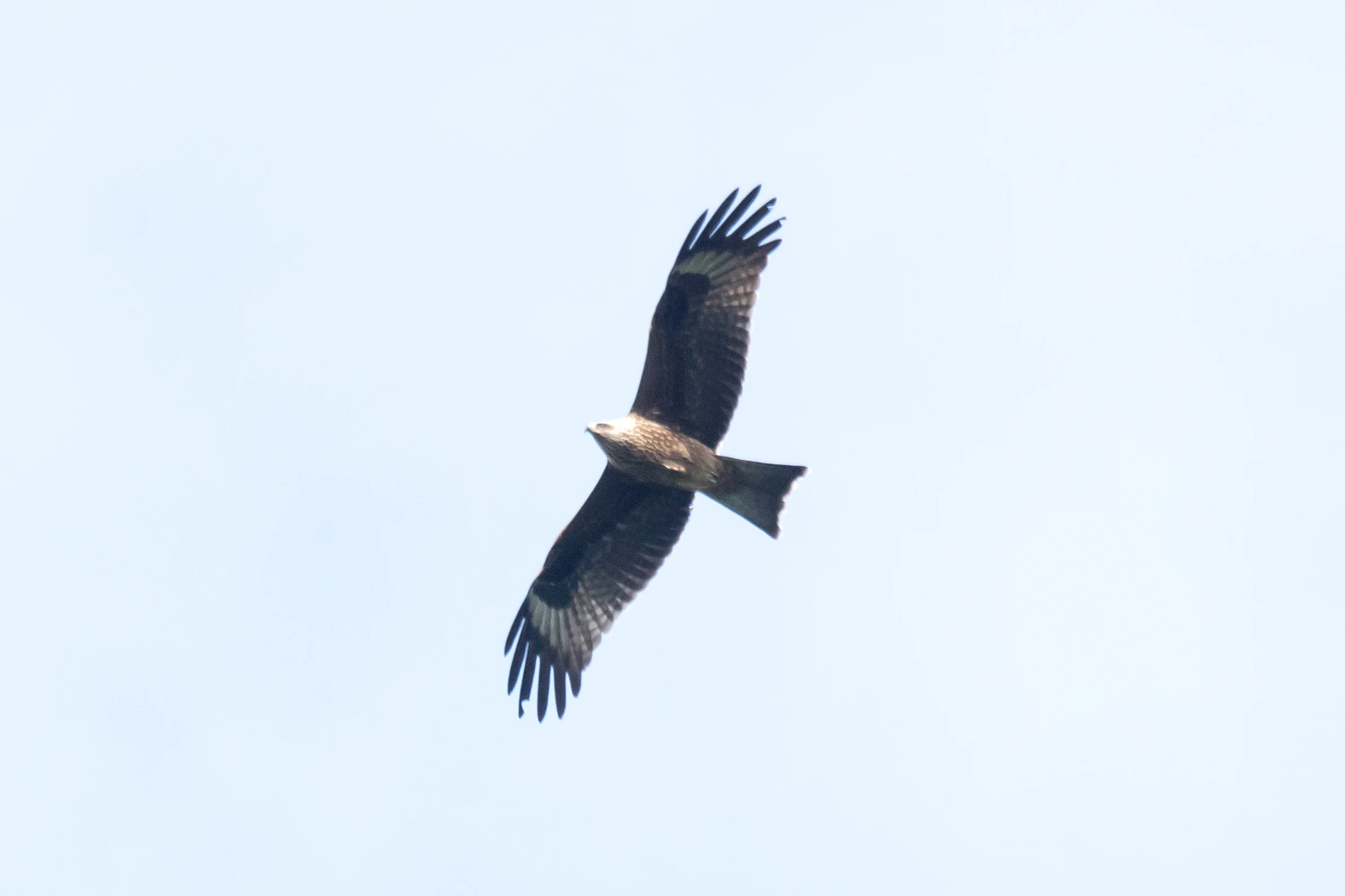 Black Kite, Shuamta, Georgia — photo by Jim Bennett