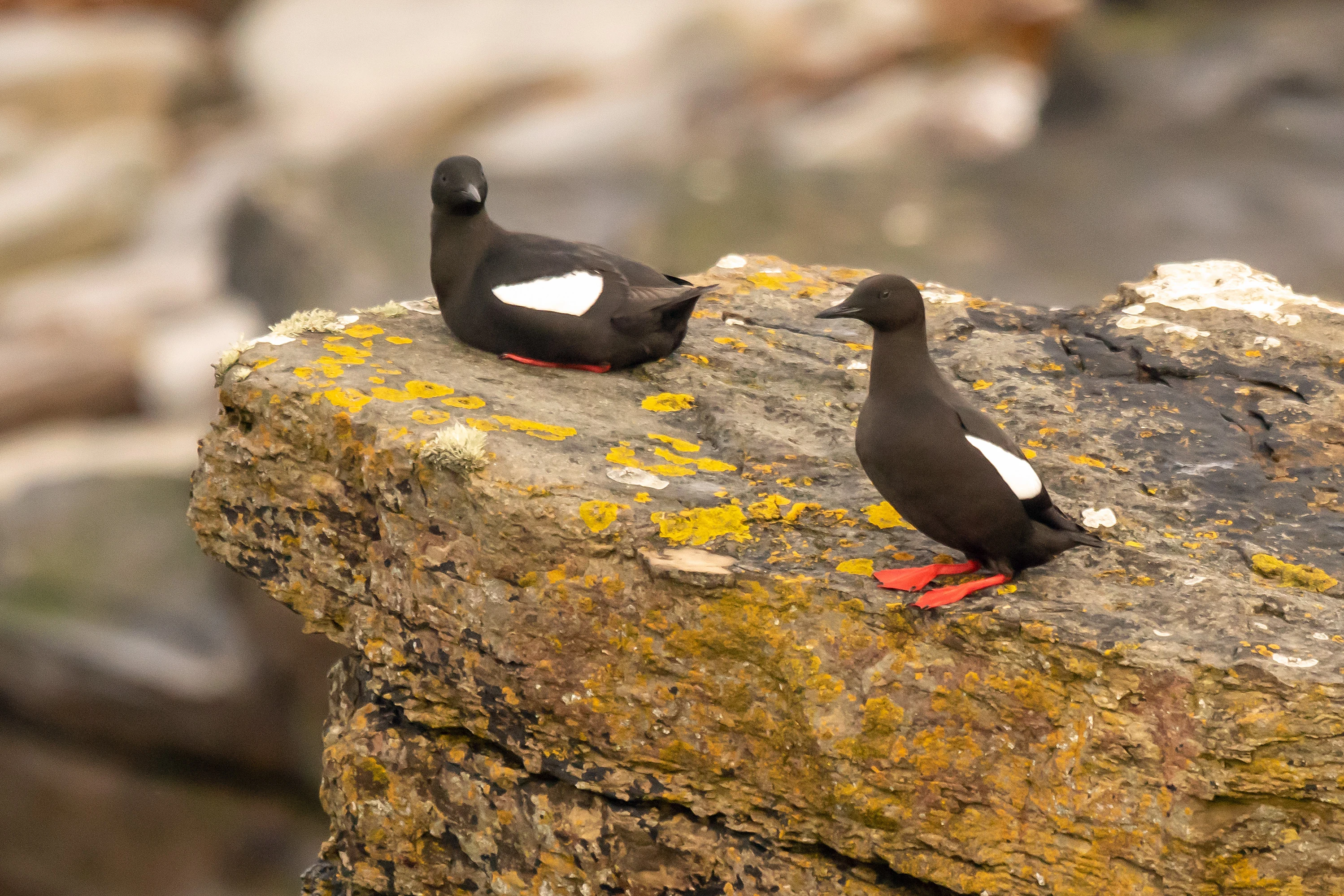 Black Guillemots, North Ronaldsay, UK — photo by Jim Bennett