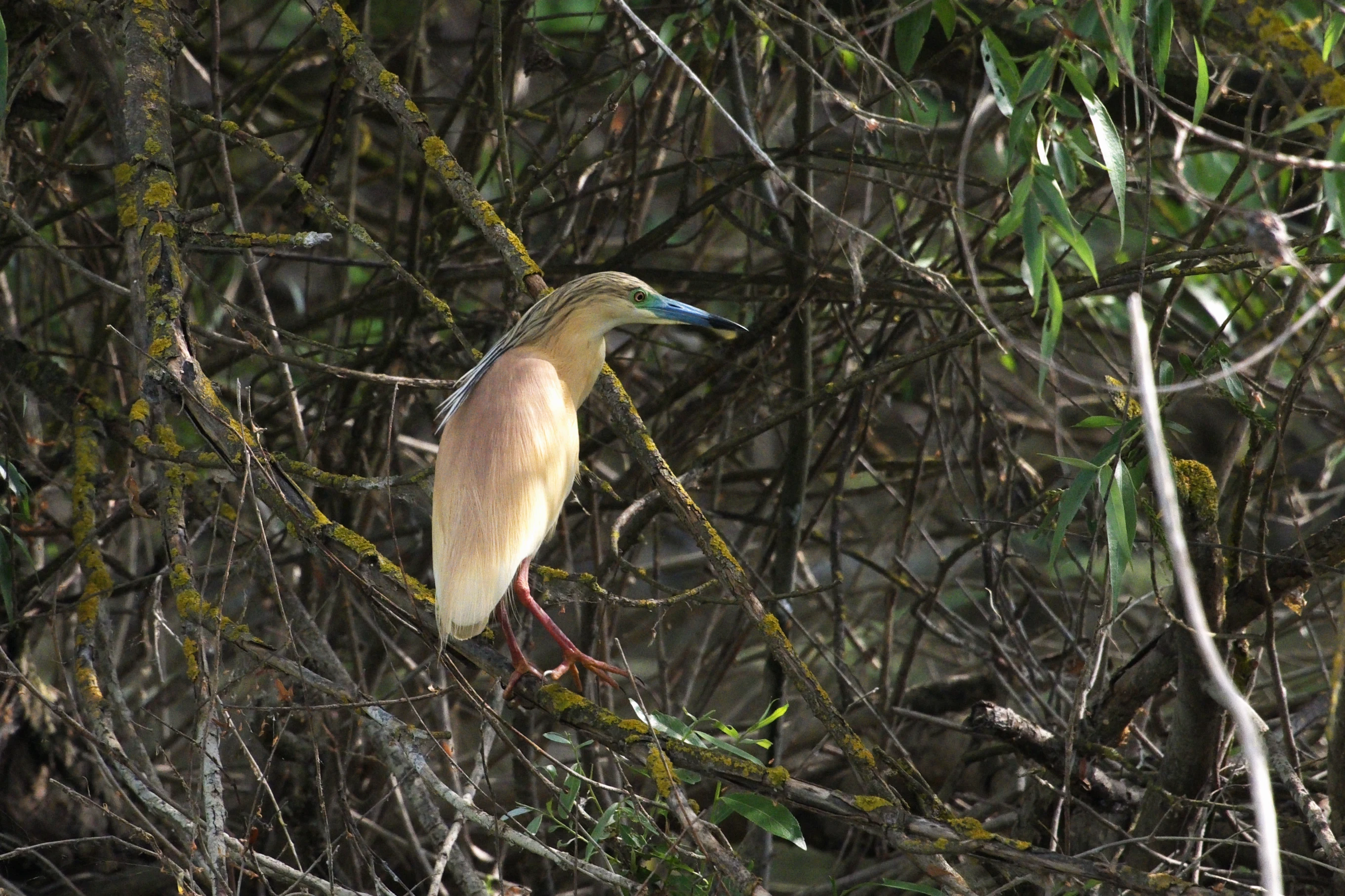 Squacco Heron, Danube Delta, Romania — photo by Jim Bennett