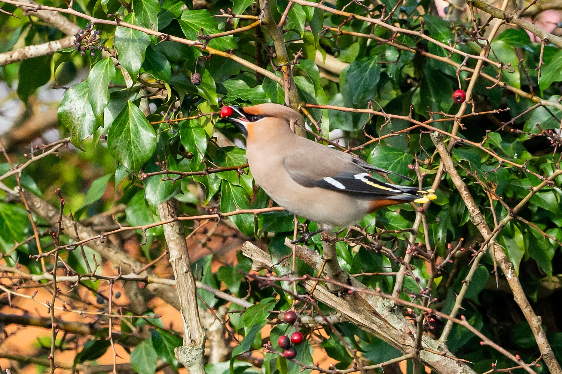 Waxwing (Bohemian Waxwing), Oxfordshire, UK — photo by Jim Bennett