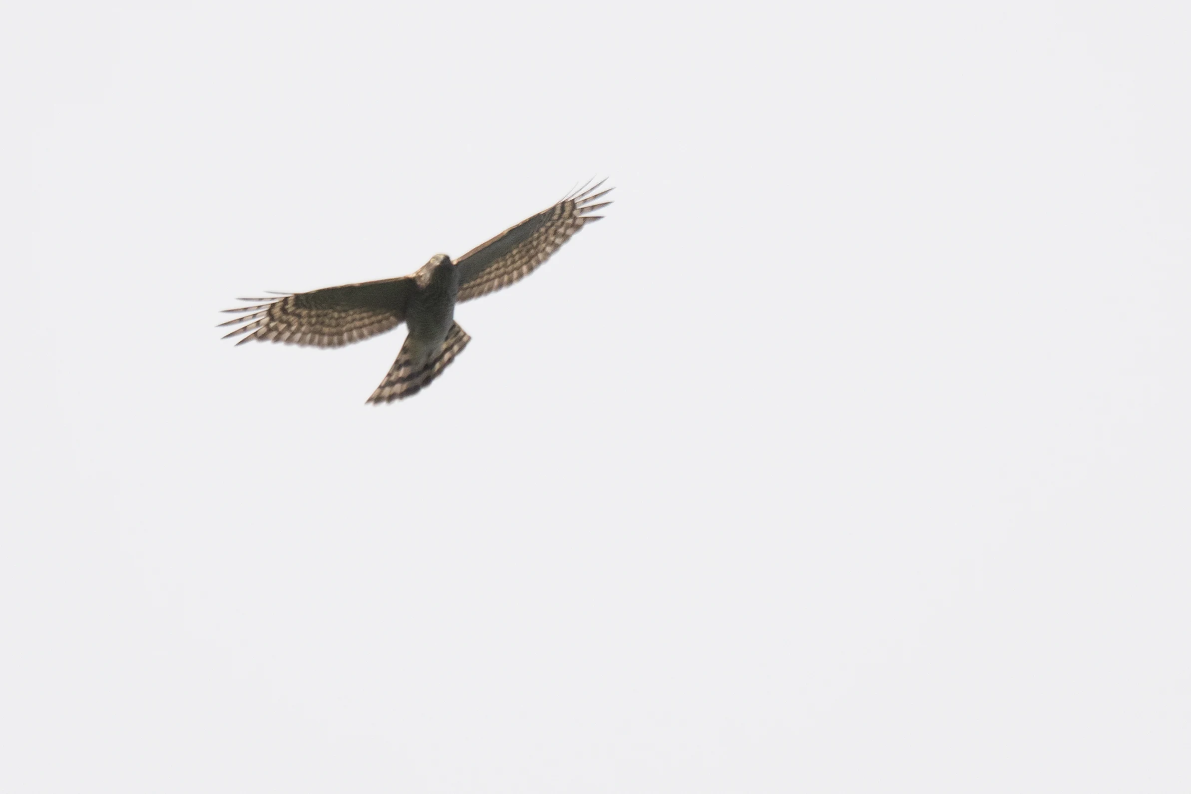 Sparrowhawk, Shuamta, Georgia — photo by Jim Bennett