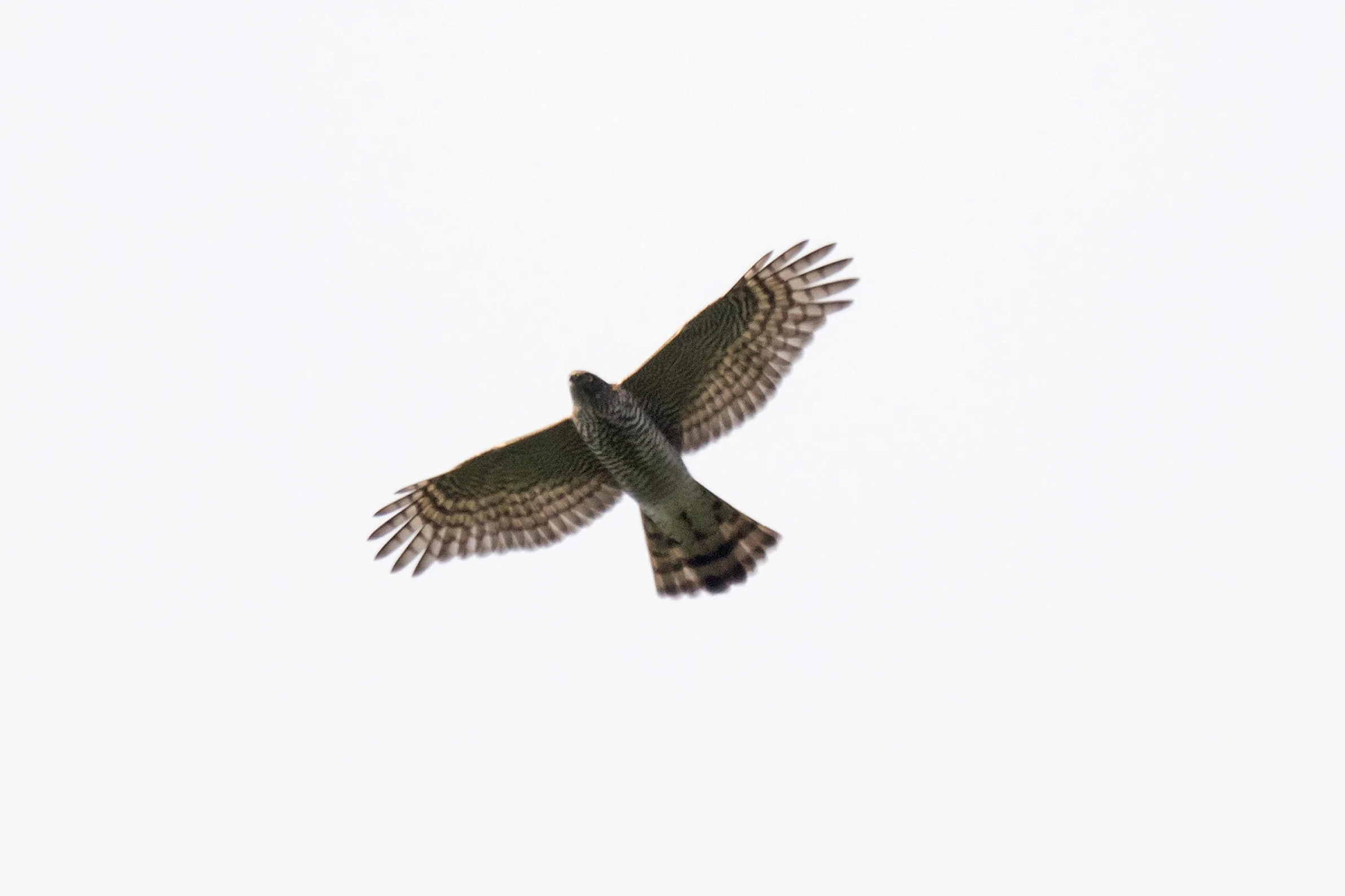 Sparrowhawk, Shuamta, Georgia — photo by Jim Bennett