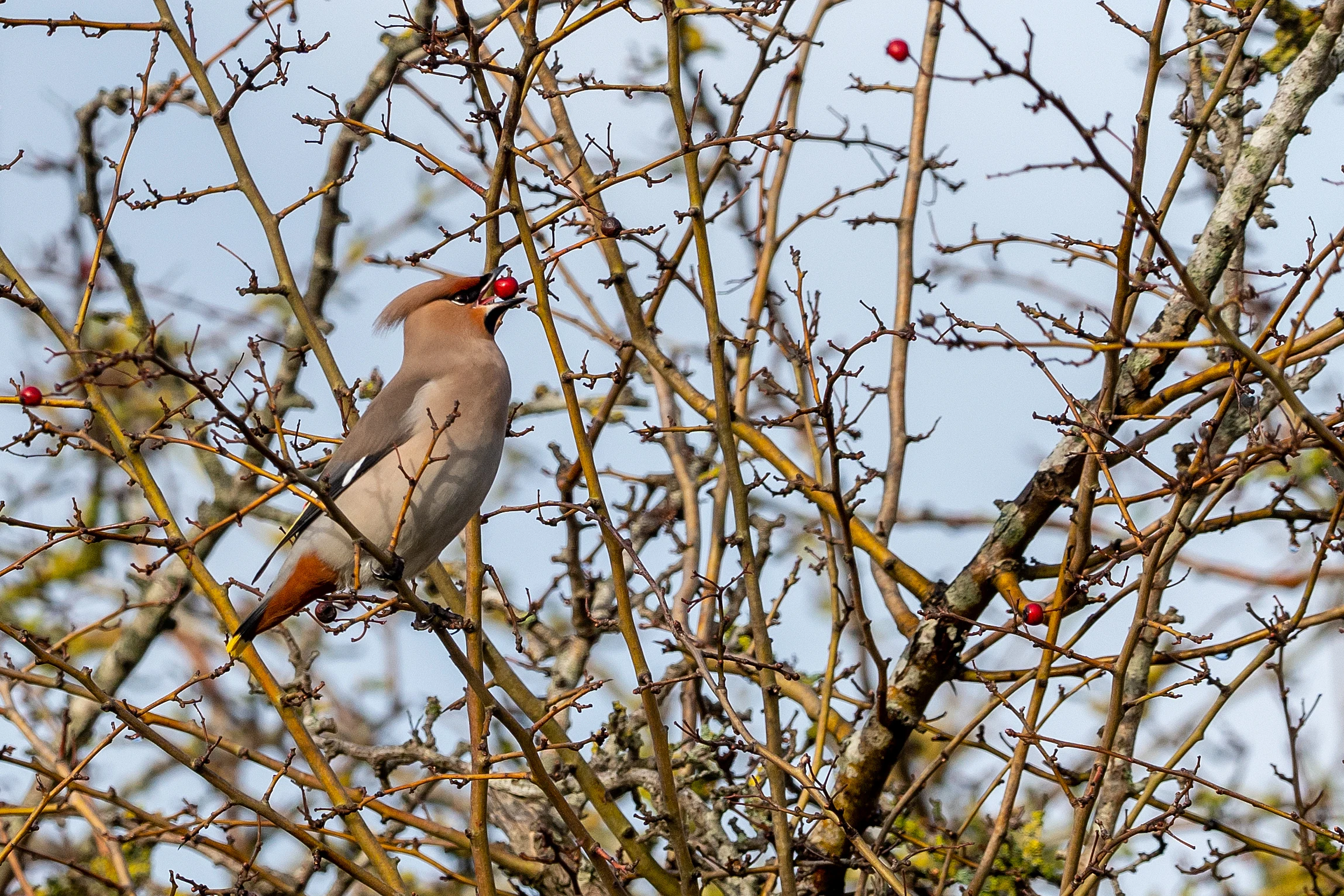 Waxwing (Bohemian Waxwing), Oxfordshire, UK — photo by Jim Bennett