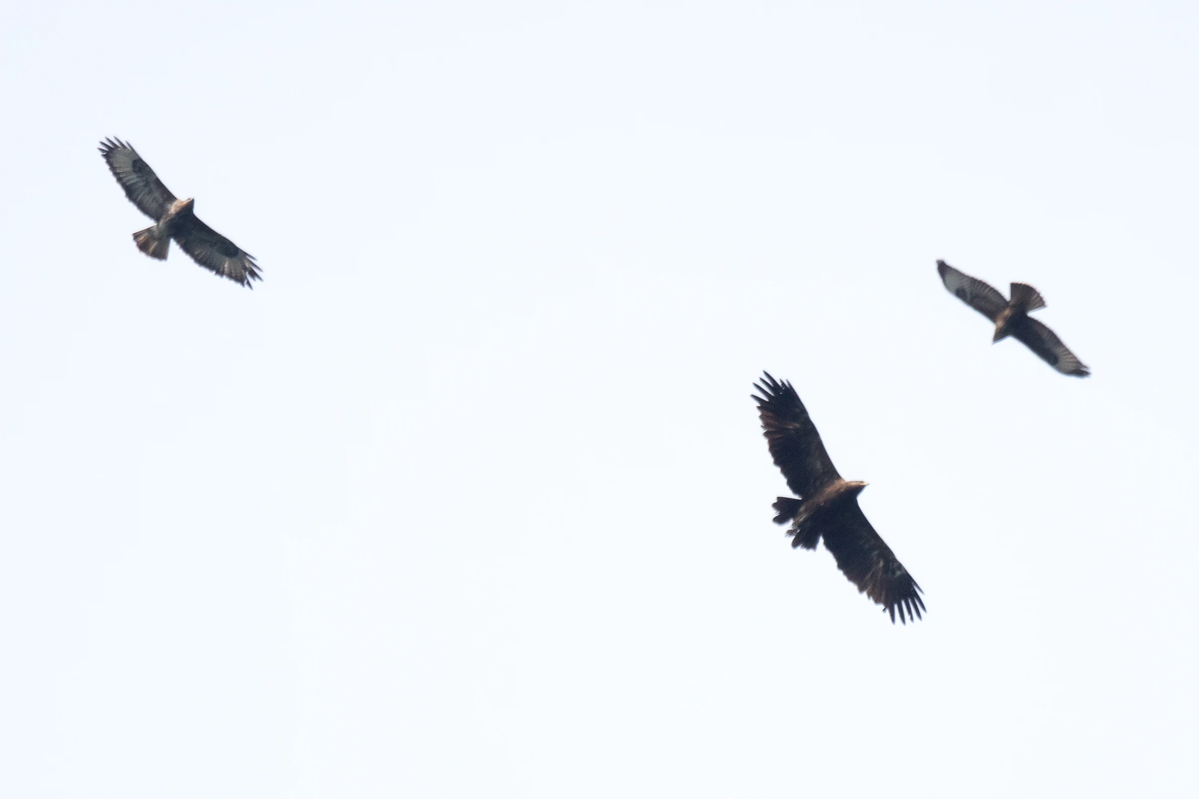 Steppe Buzzards & Lesser Spotted Eagle, Shuamta, Georgia — photo by Jim Bennett