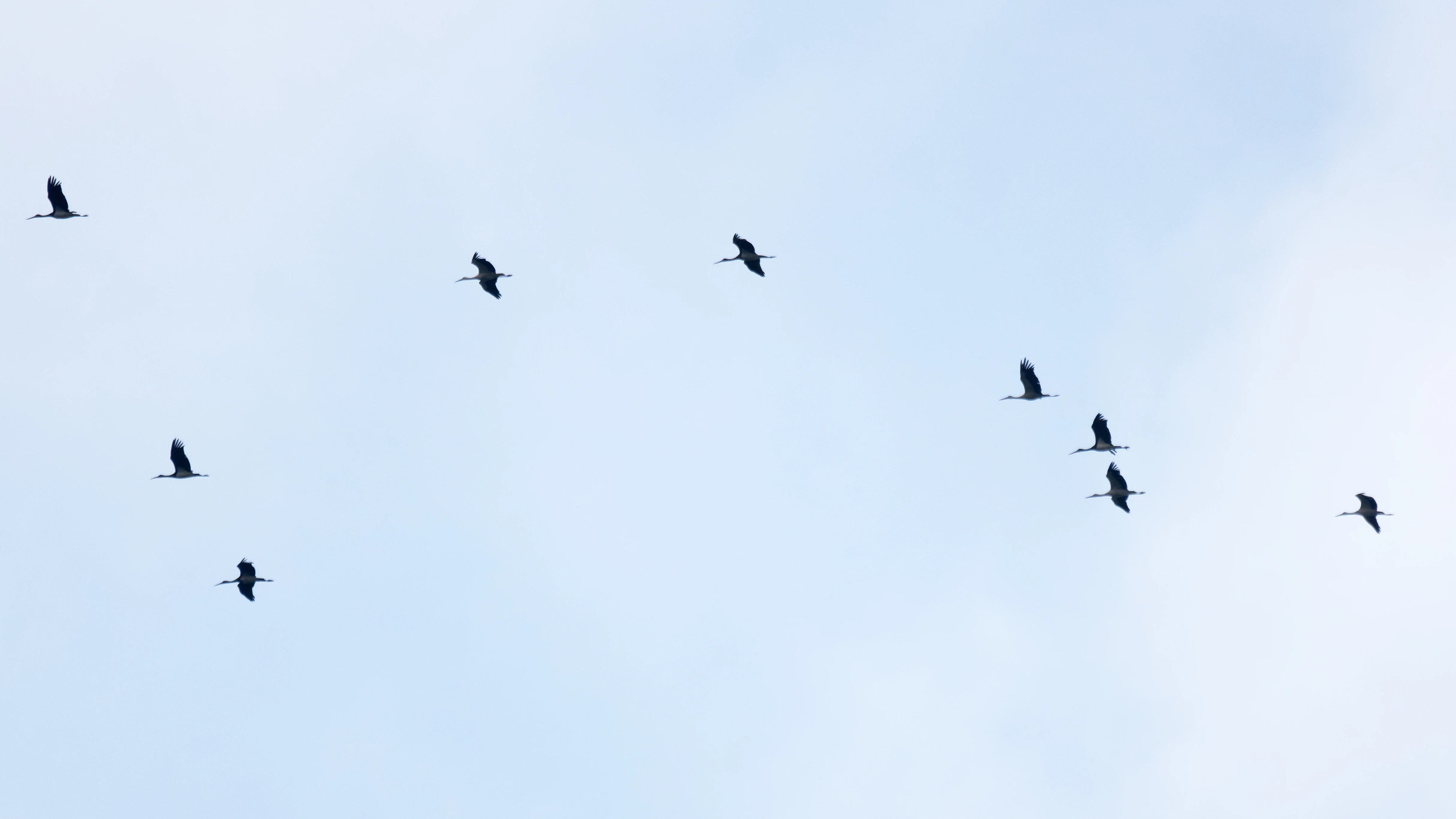Black Storks & White Storks, Shuamta, Georgia — photo by Jim Bennett