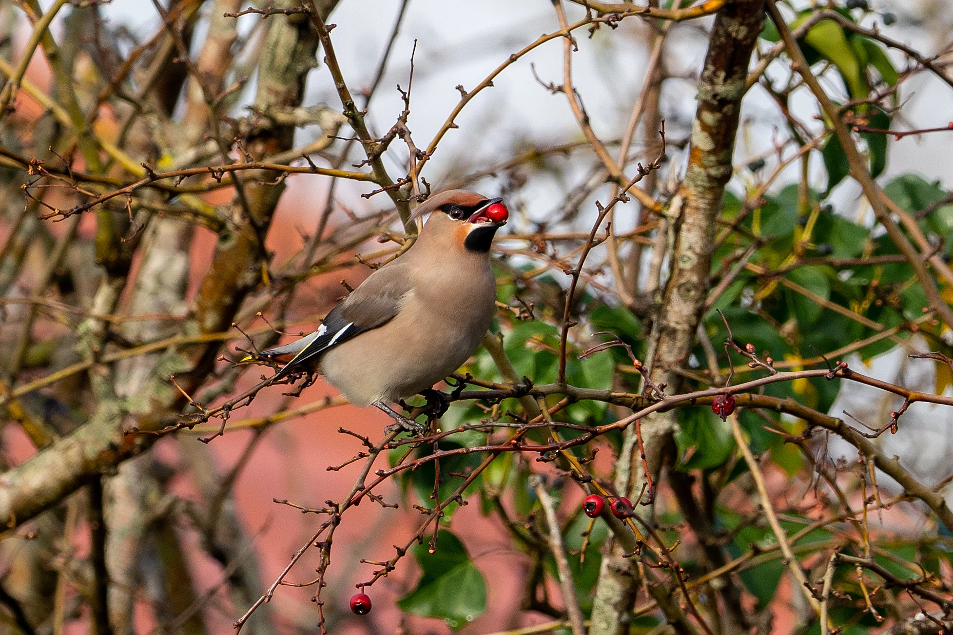 Waxwing (Bohemian Waxwing), Oxfordshire, UK — photo by Jim Bennett