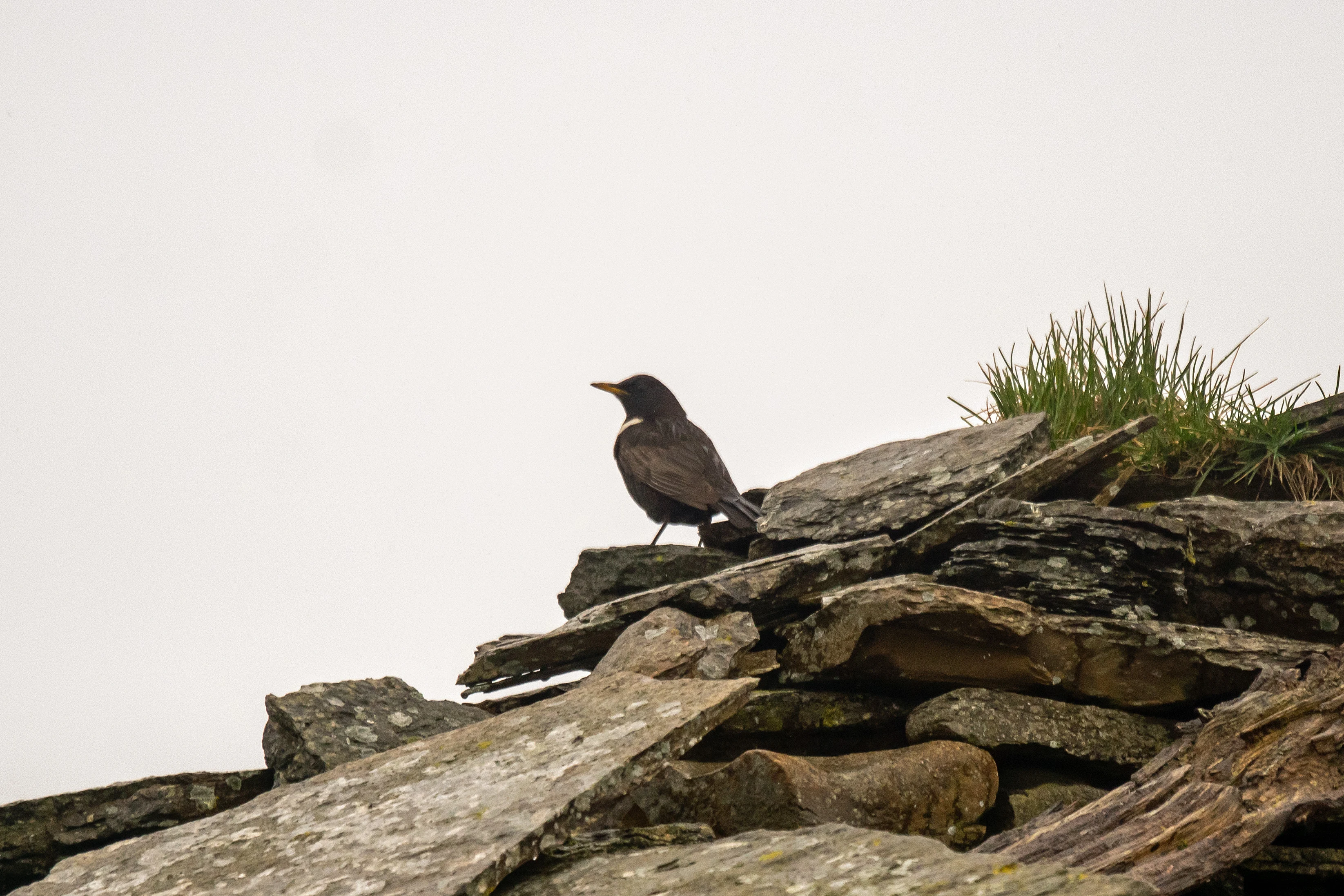 Ring Ouzel, North Ronaldsay, UK — photo by Jim Bennett