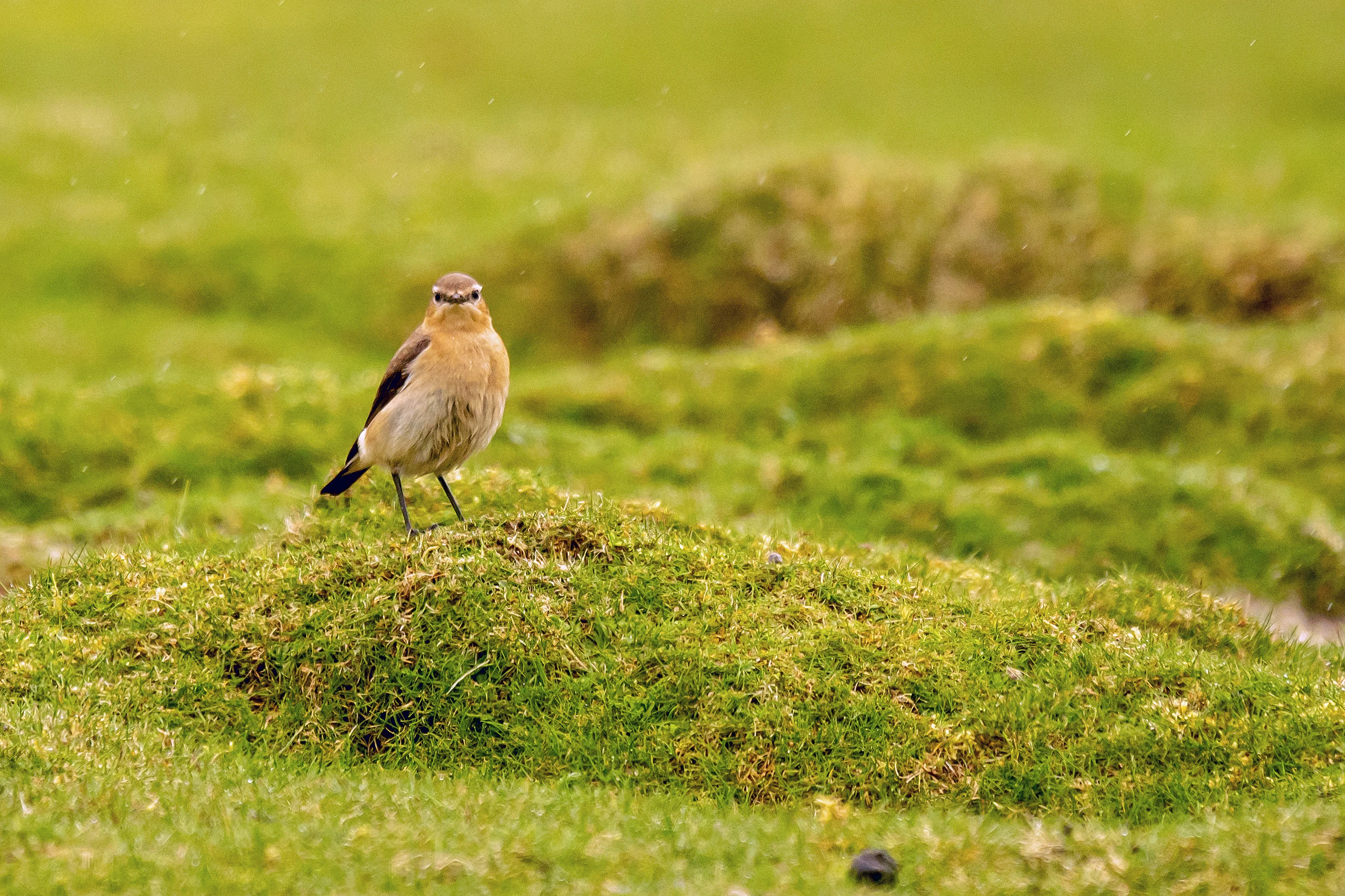 Northern Wheatear, North Ronaldsay, UK — photo by Jim Bennett
