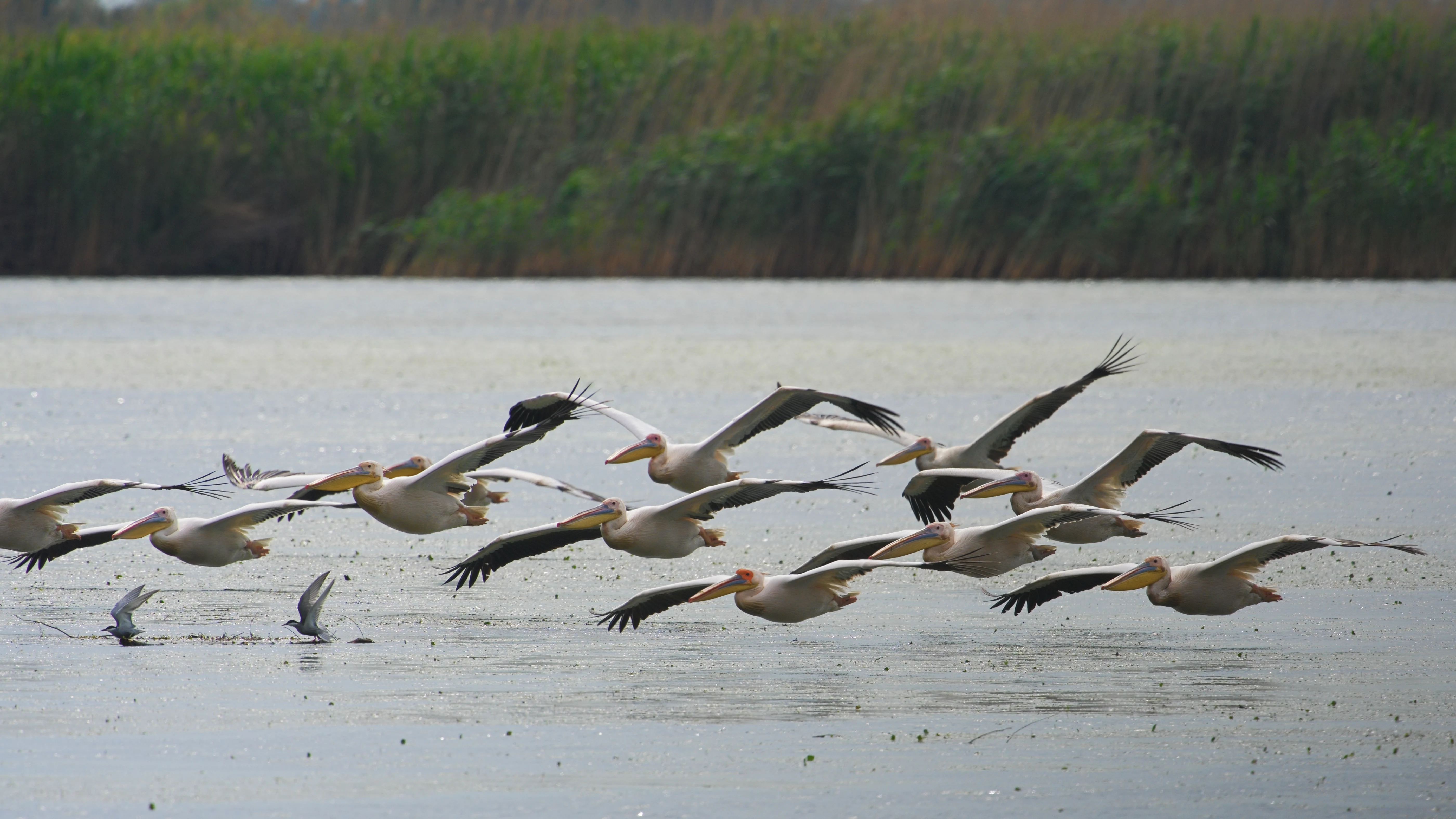White Pelicans, Danube Delta, Romania — photo by Jim Bennett