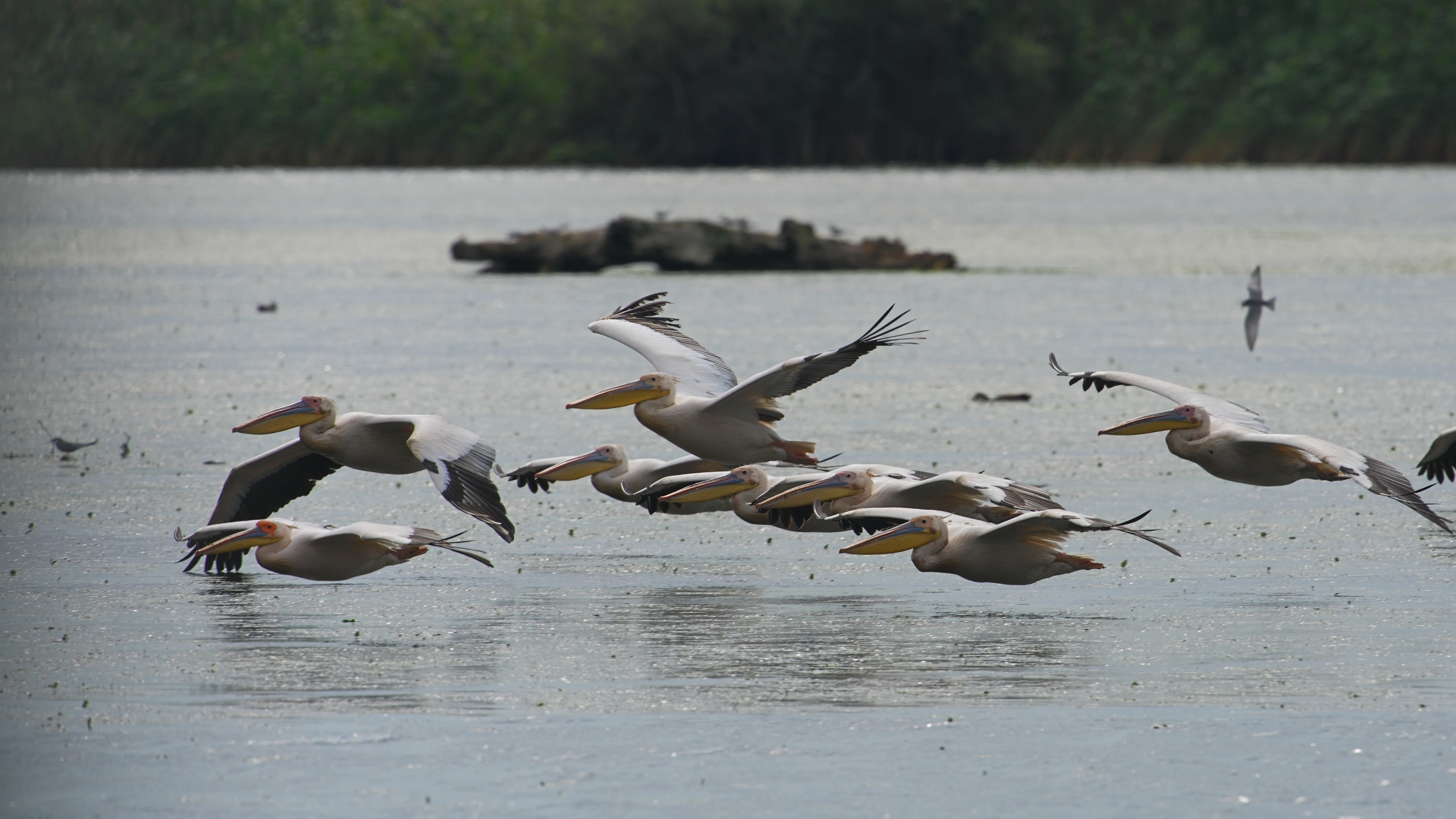 White Pelicans, Danube Delta, Romania — photo by Jim Bennett