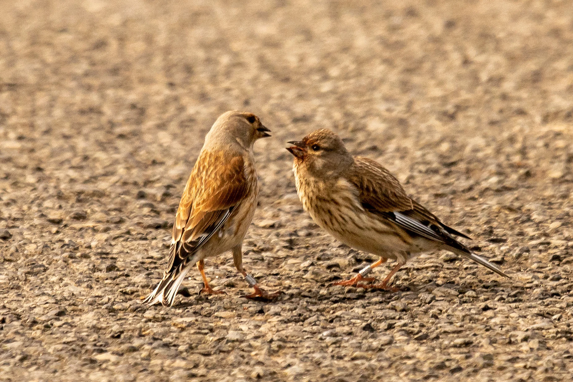 Linnet & young, North Ronaldsay, UK — photo by Jim Bennett