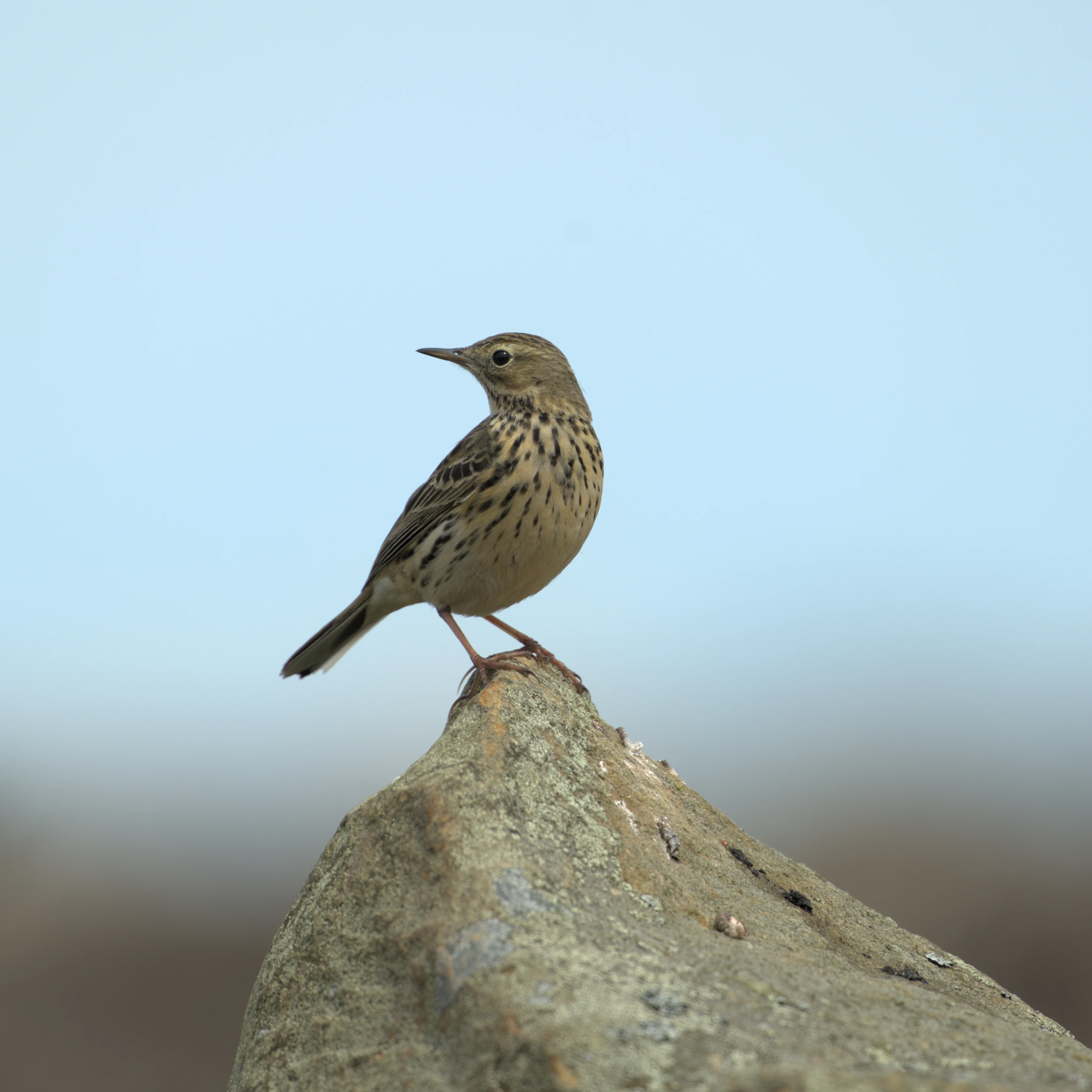 Meadow Pipit, North York Moors, Yorkshire, UK — photo by Jim Bennett