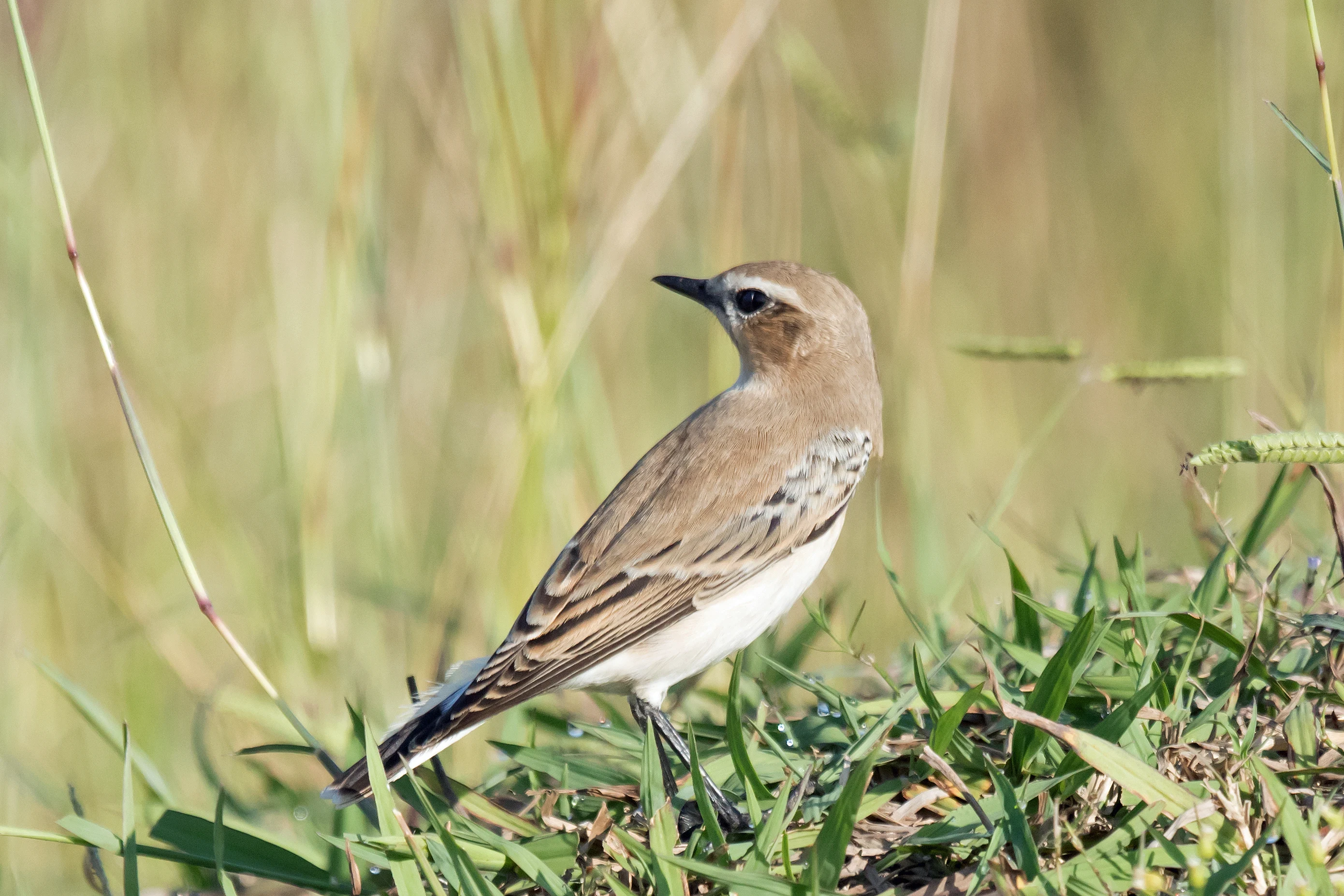 Northern Wheatear, Choroki Delta, Georgia — photo by Jim Bennett