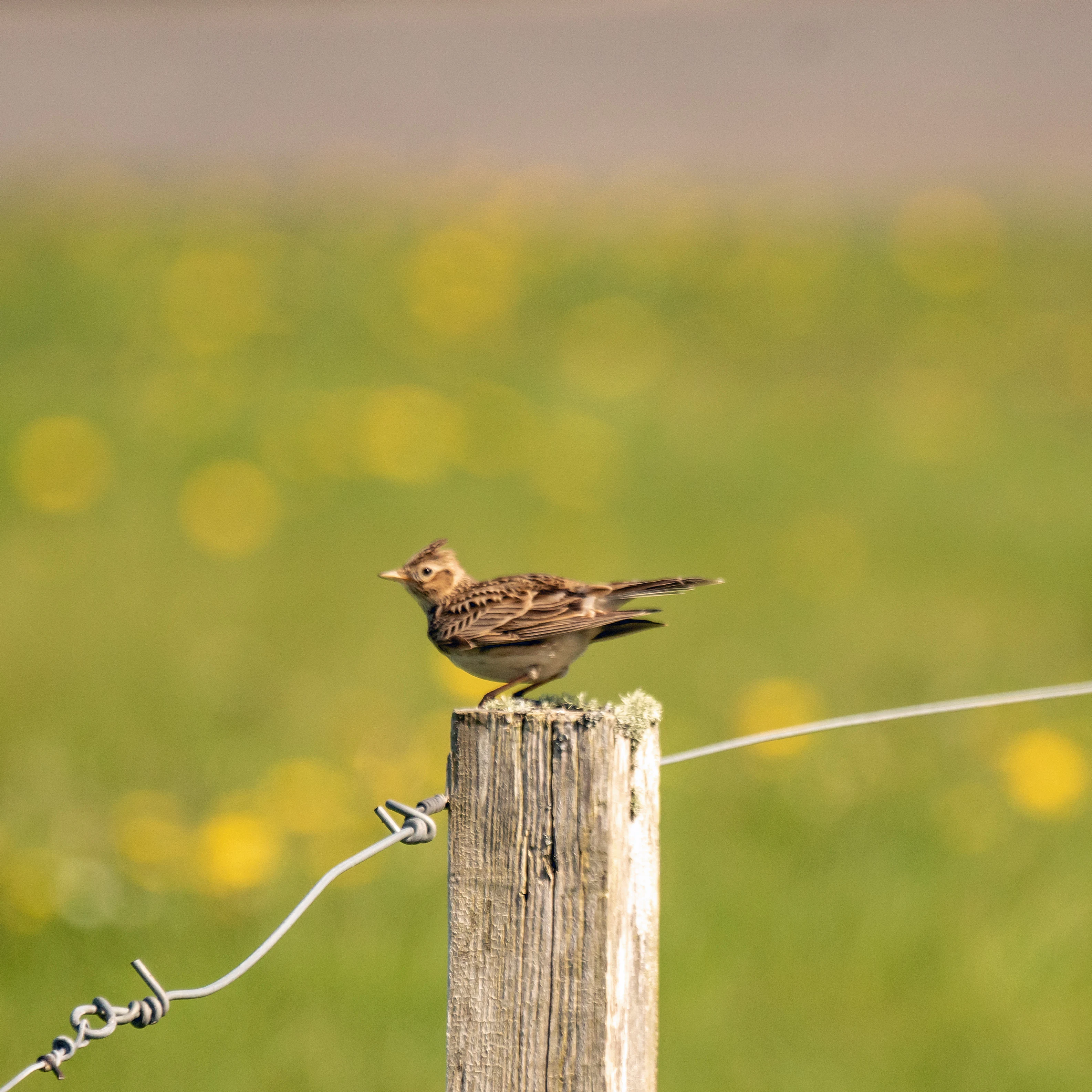 Skylark, North Ronaldsay, UK — photo by Jim Bennett