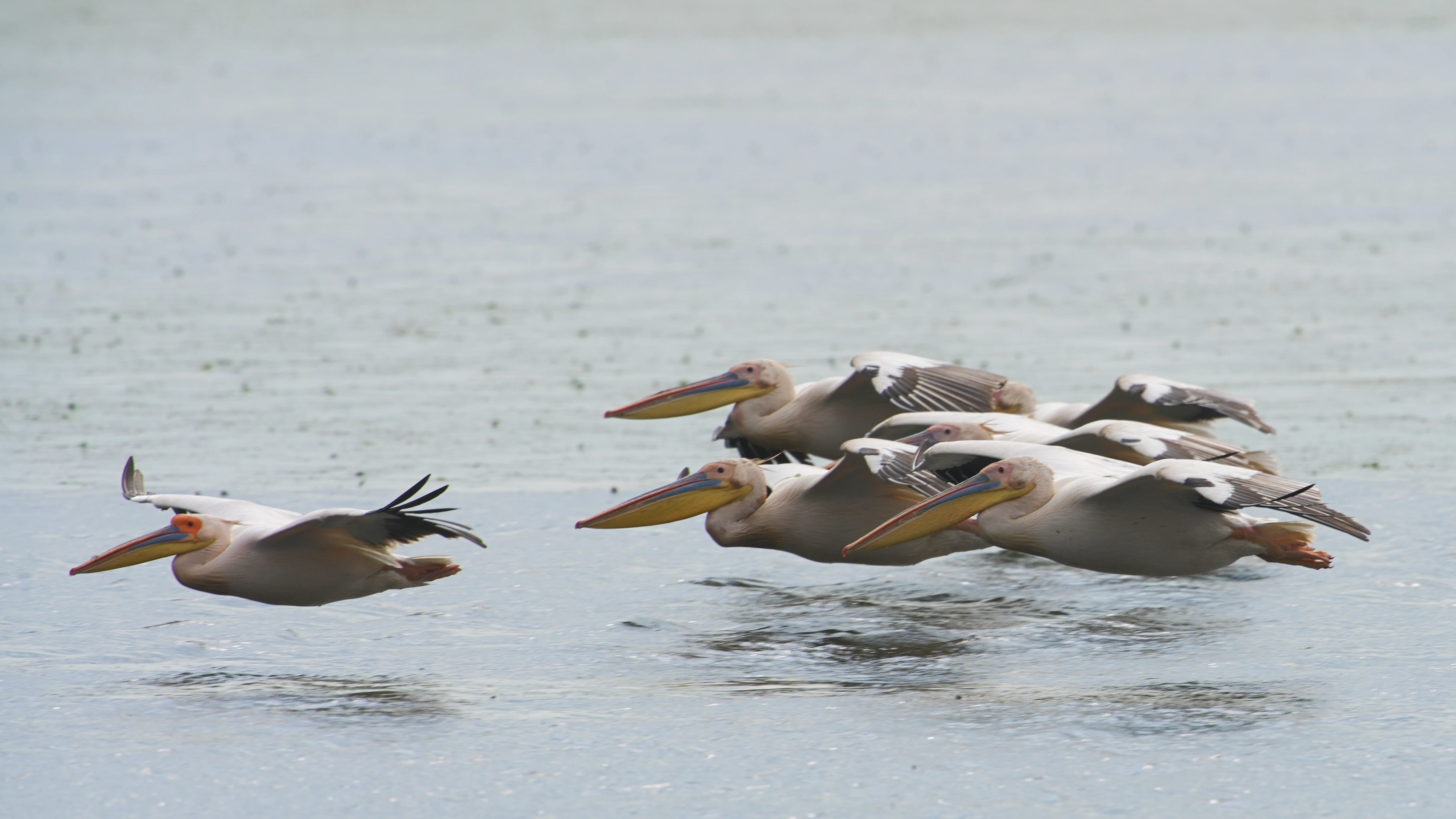 White Pelicans, Danube Delta, Romania — photo by Jim Bennett