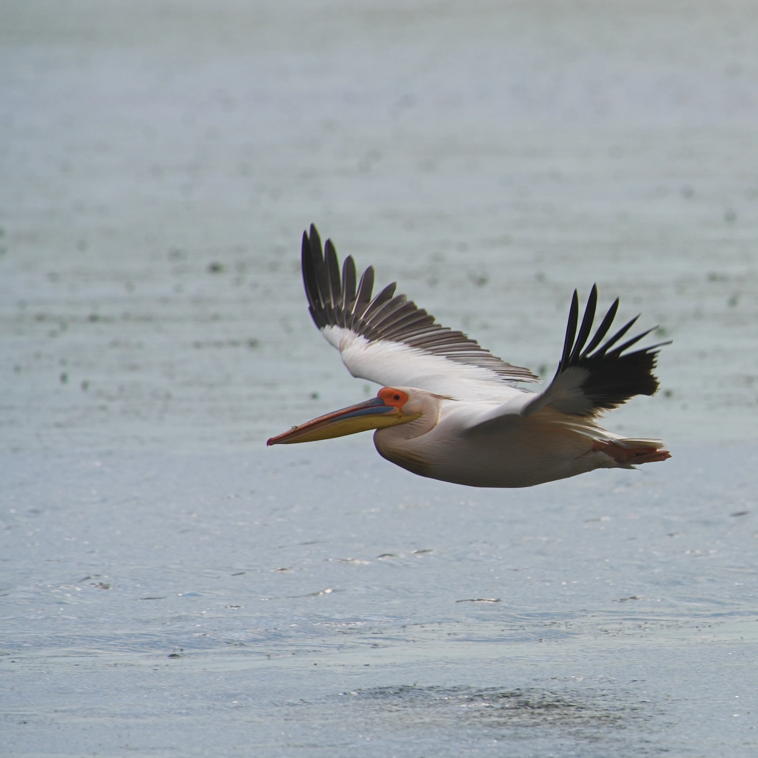 White Pelican, Danube Delta, Romania — photo by Jim Bennett