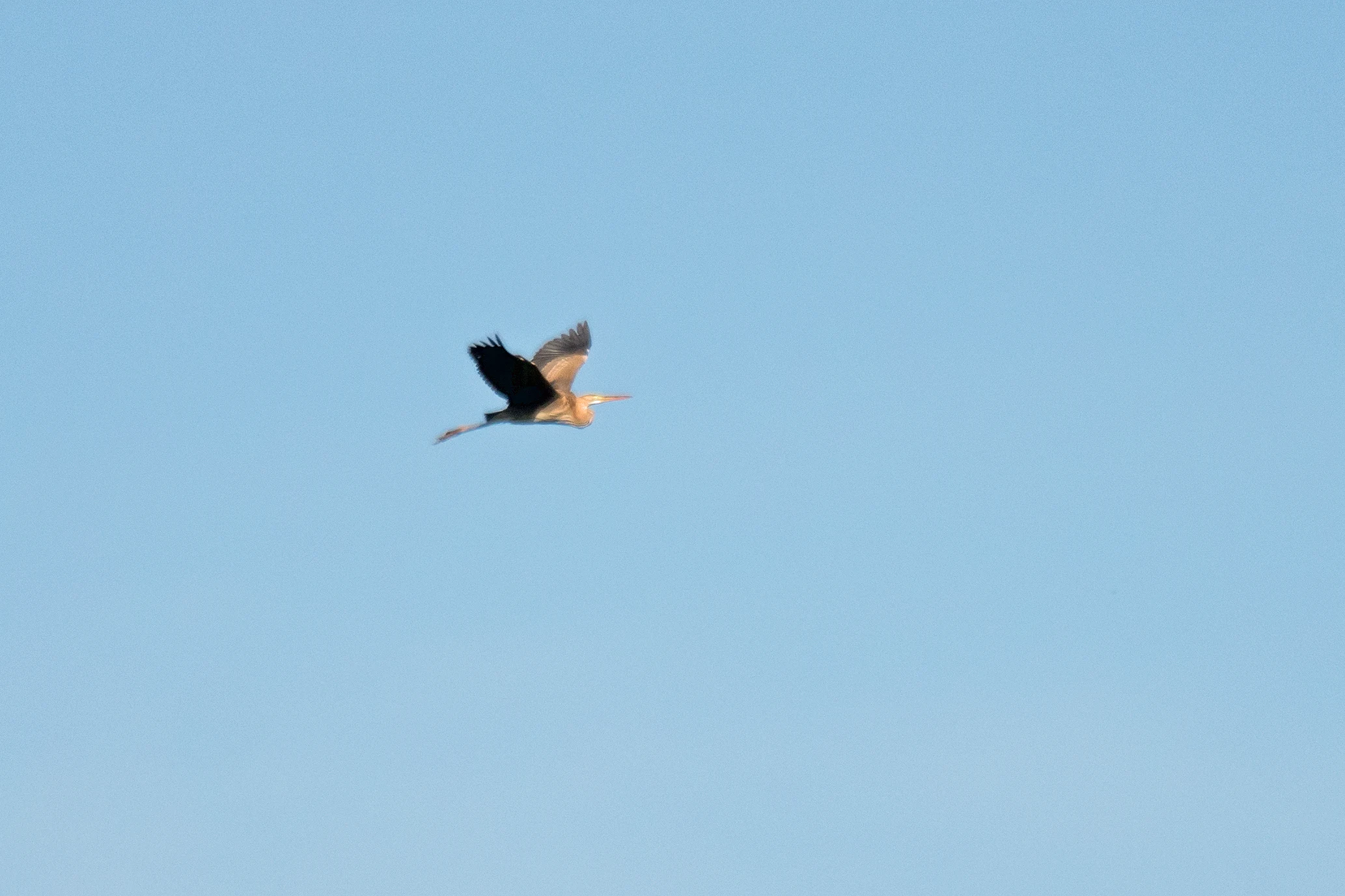 Purple Heron, Choroki Delta, Georgia — photo by Jim Bennett