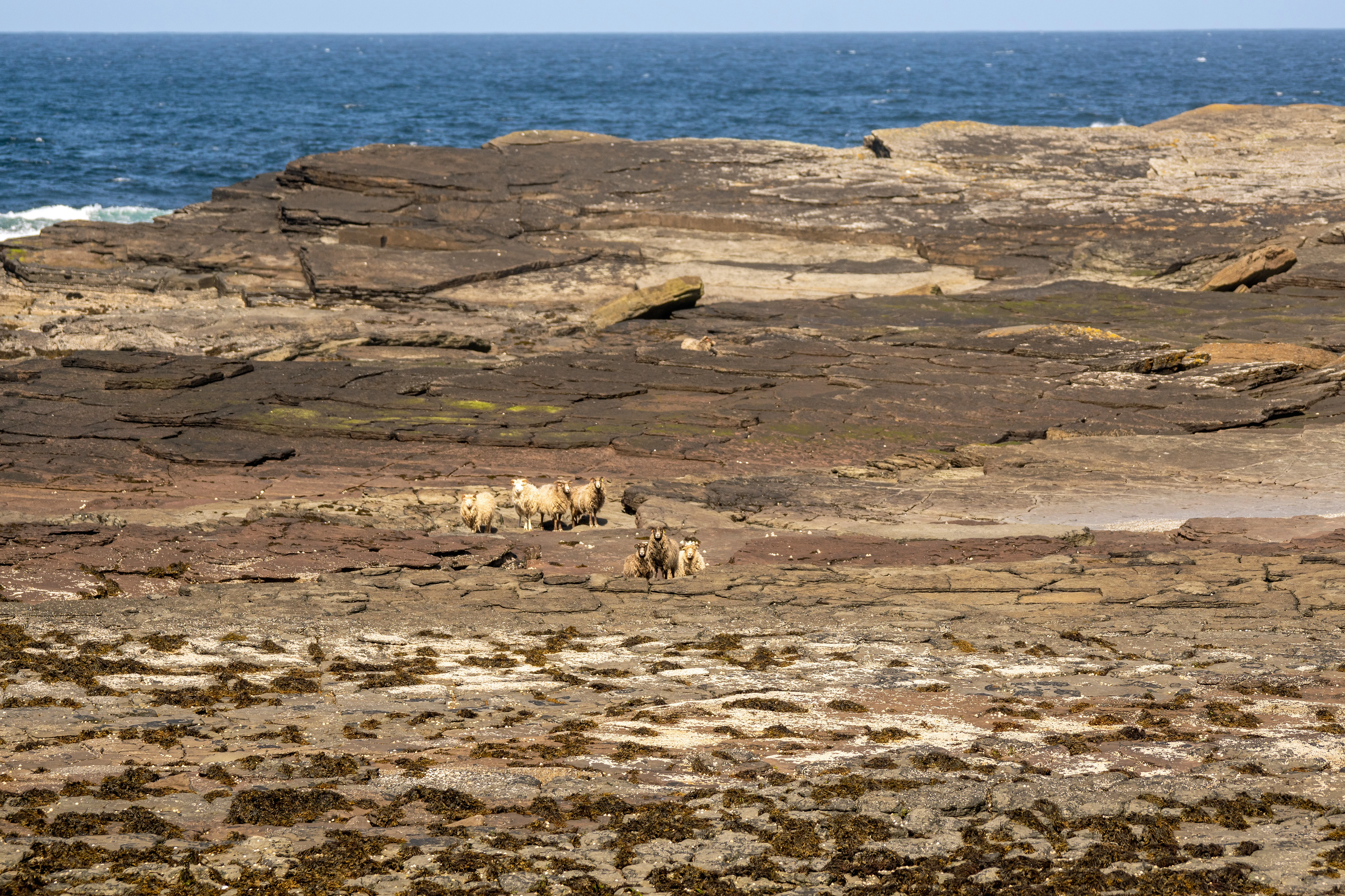 North Ronaldsay sheep, North Ronaldsay, UK — photo by Jim Bennett