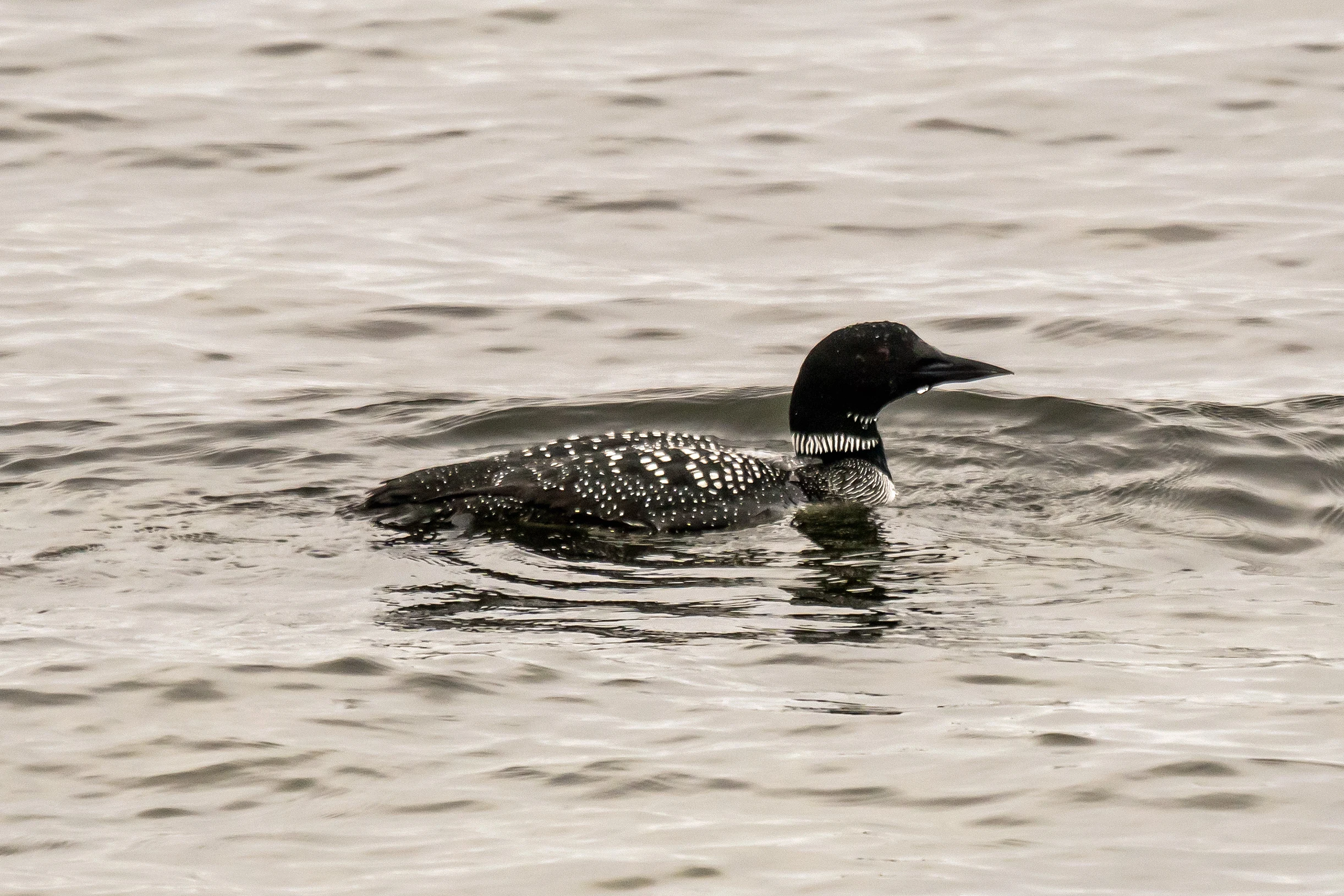 Great Northern Diver (Common Loon), Orkney, UK — photo by Jim Bennett