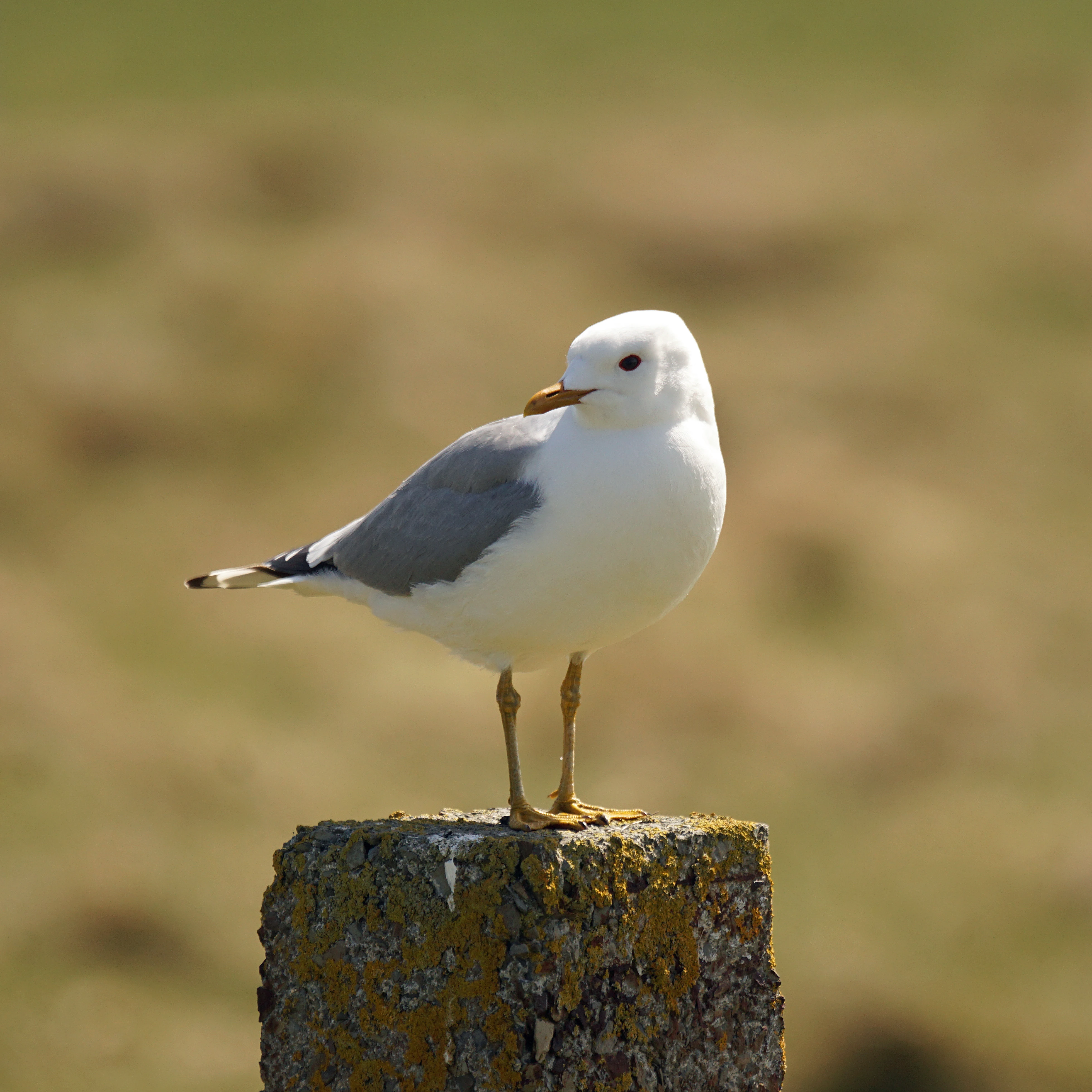 Common Gull, North Ronaldsay, UK — photo by Jim Bennett