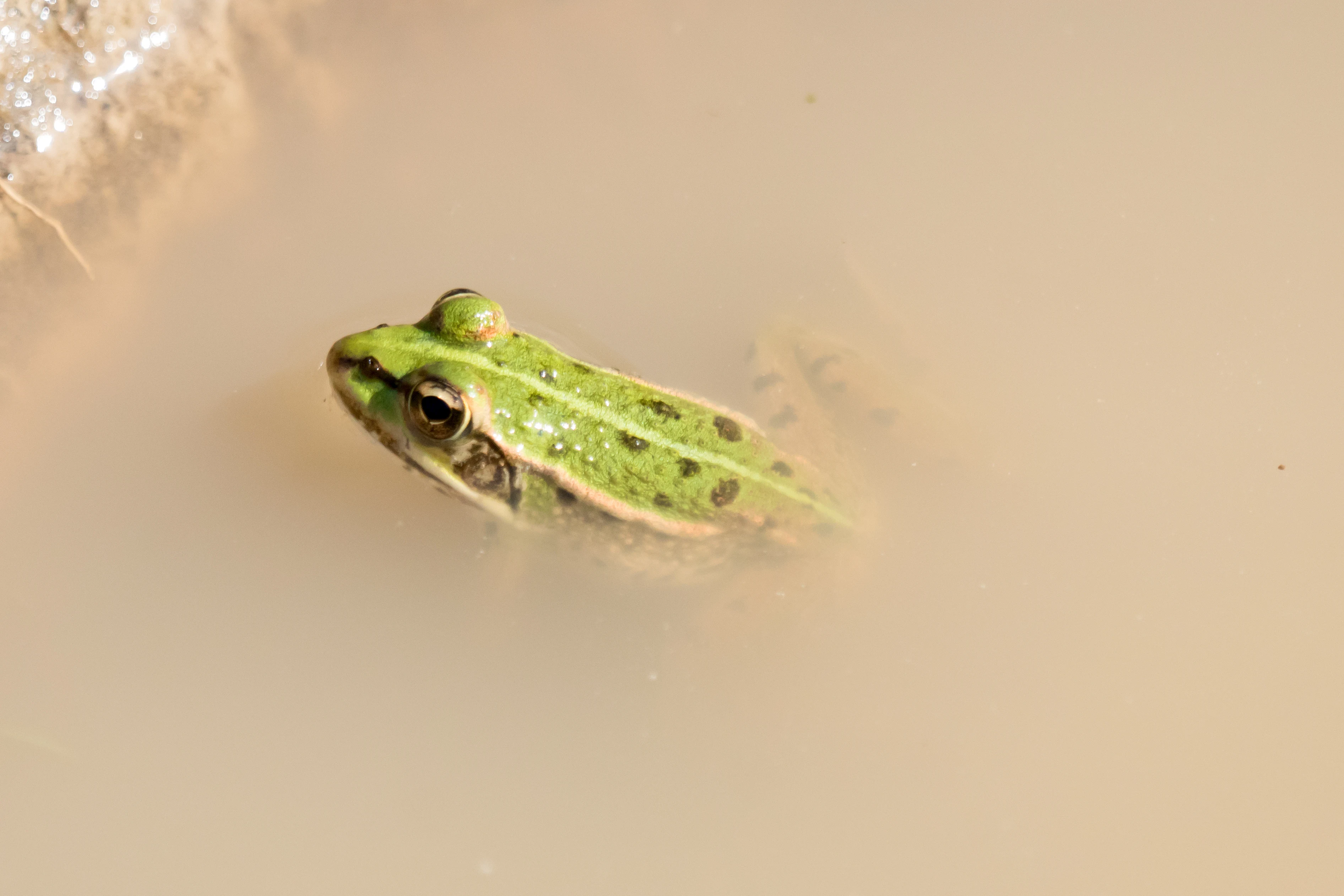 Frog, Choroki Delta, Georgia — photo by Jim Bennett