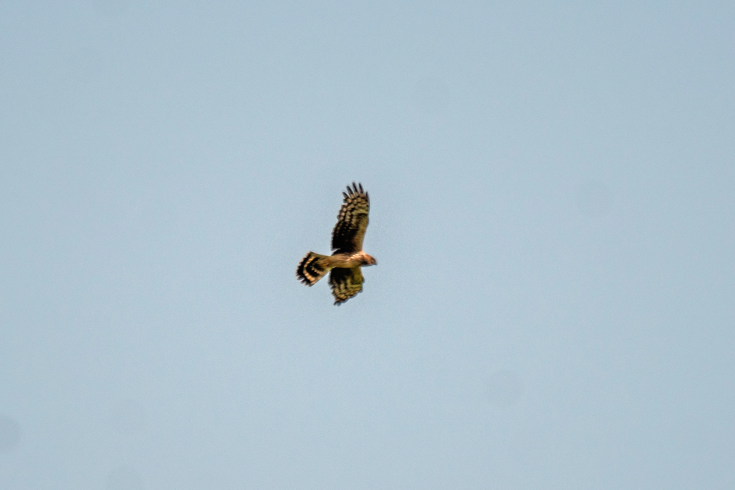 Hen Harrier, North Ronaldsay, UK — photo by Jim Bennett